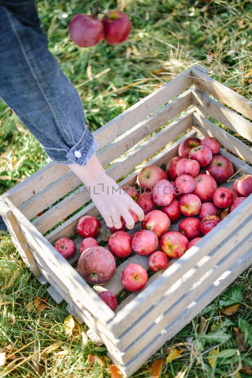 autumn harvest of red organic apples. High quality photo