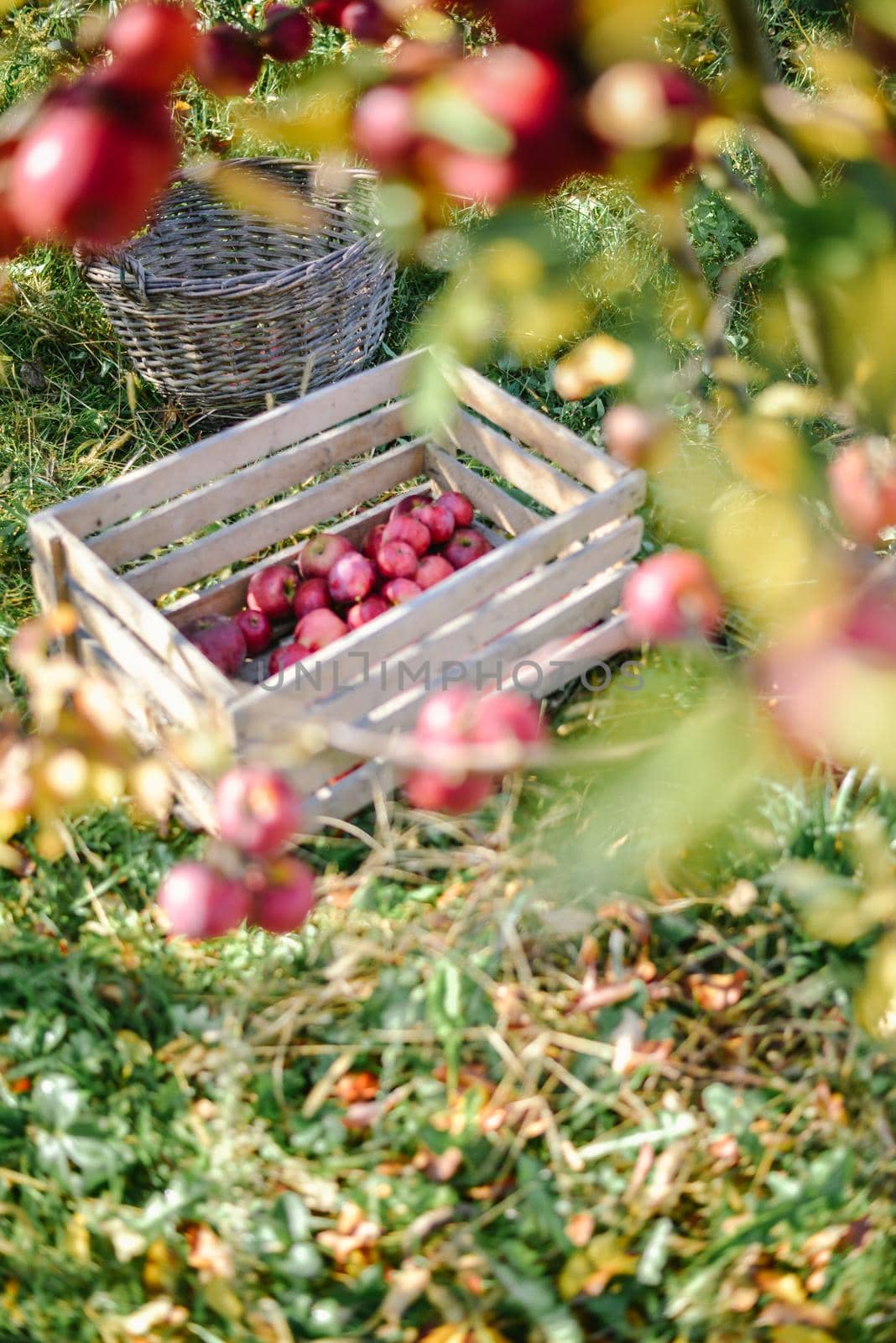 autumn harvest of red organic apples. High quality photo