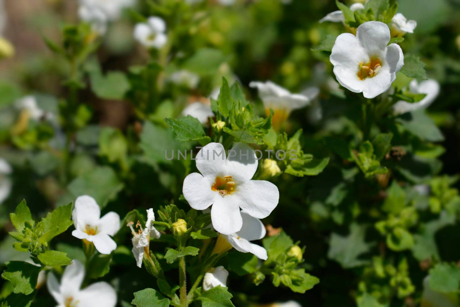 Ornamental bacopa flowers - Latin name - Chaenostoma cordatum