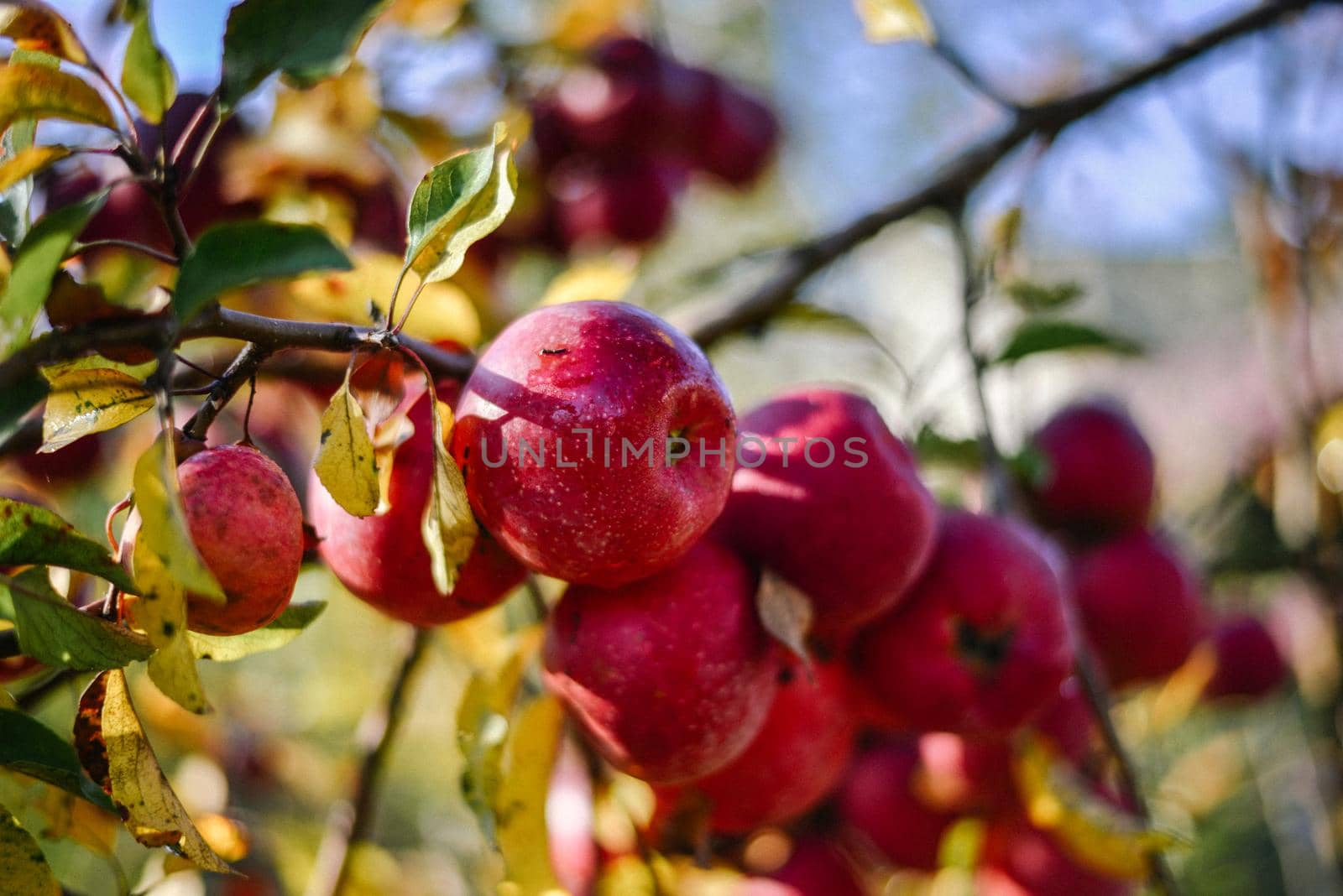 autumn harvest of red organic apples. High quality photo