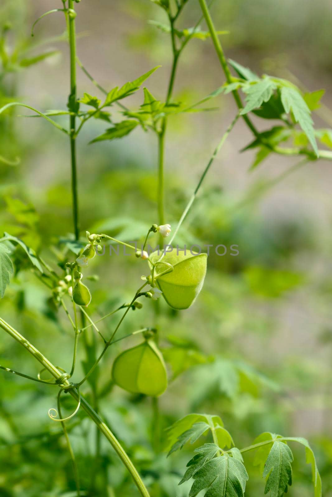 Balloon vine - Latin name - Cardiospermum halicacabum