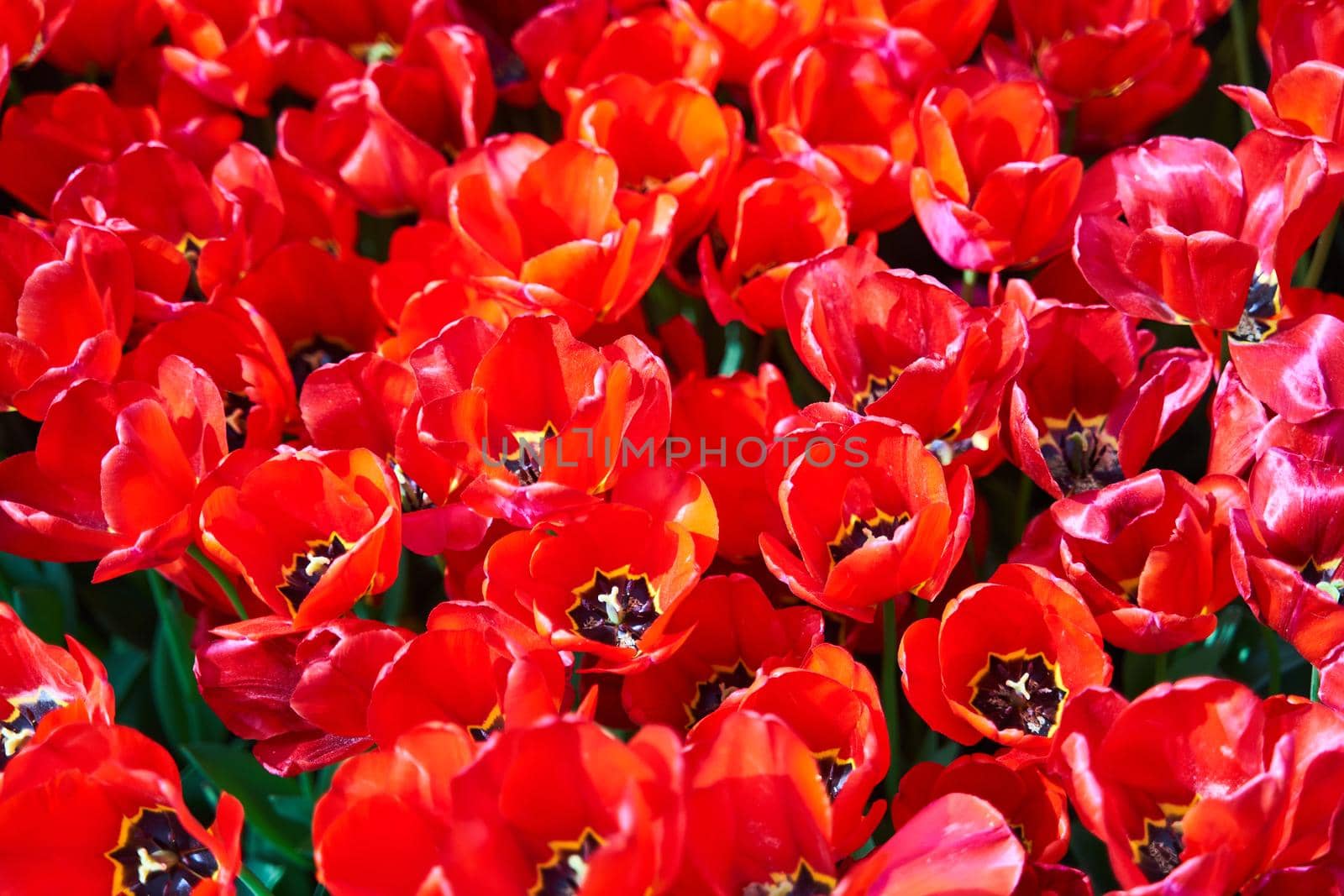 Red beautiful tulips field in spring time with sun rays. High quality photo