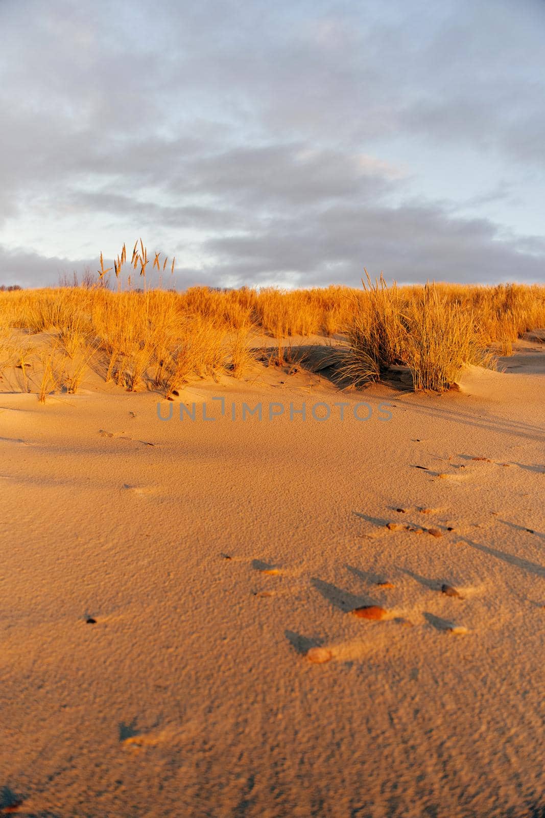 Tall dunes with dune grass and a wide beach below. The shore of the baltic sea. Sunset on the beach in Yantarniy