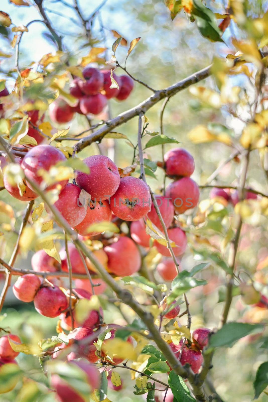 autumn harvest of red organic apples. High quality photo