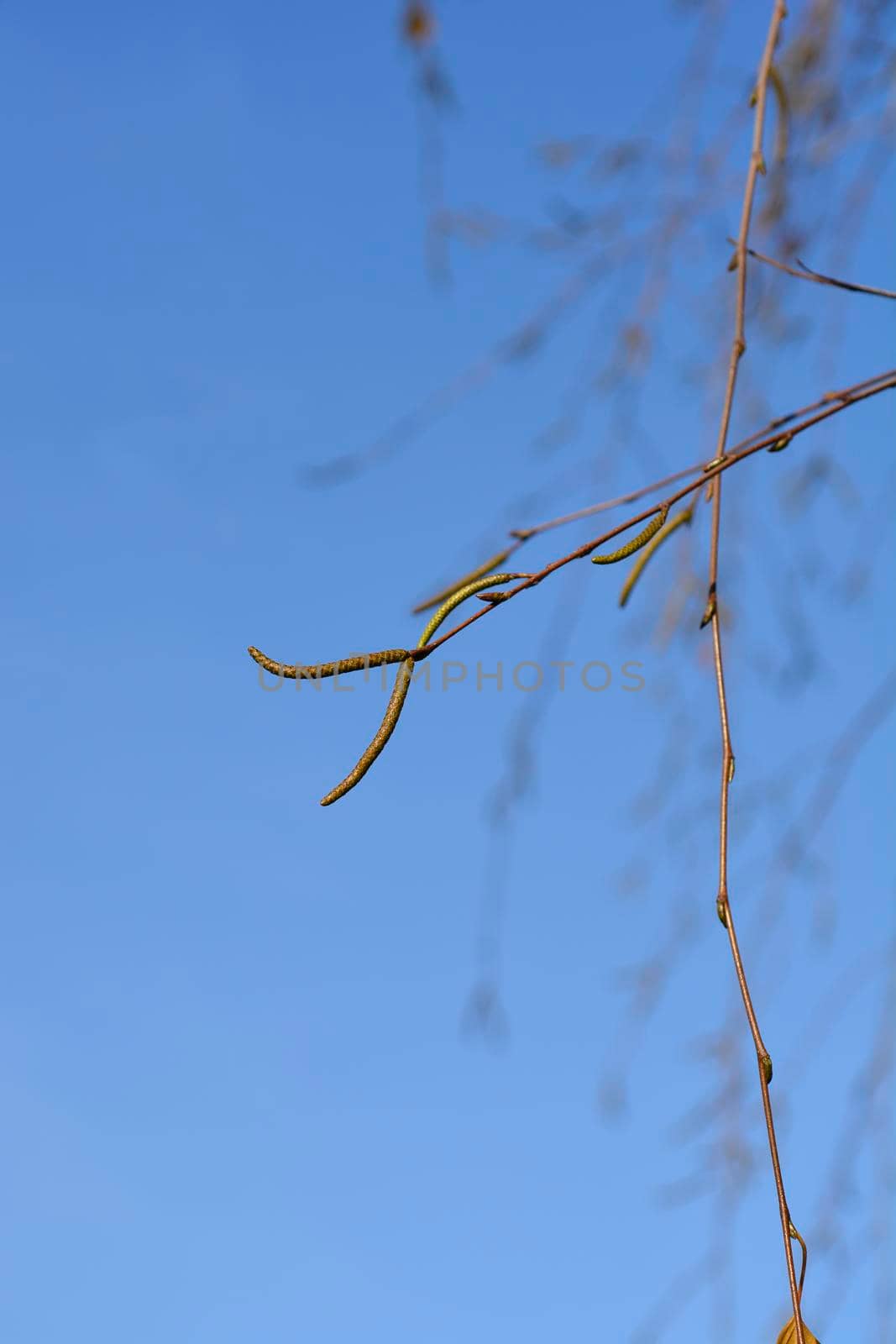 Common birch branch with flower buds - Latin name - Betula pendula