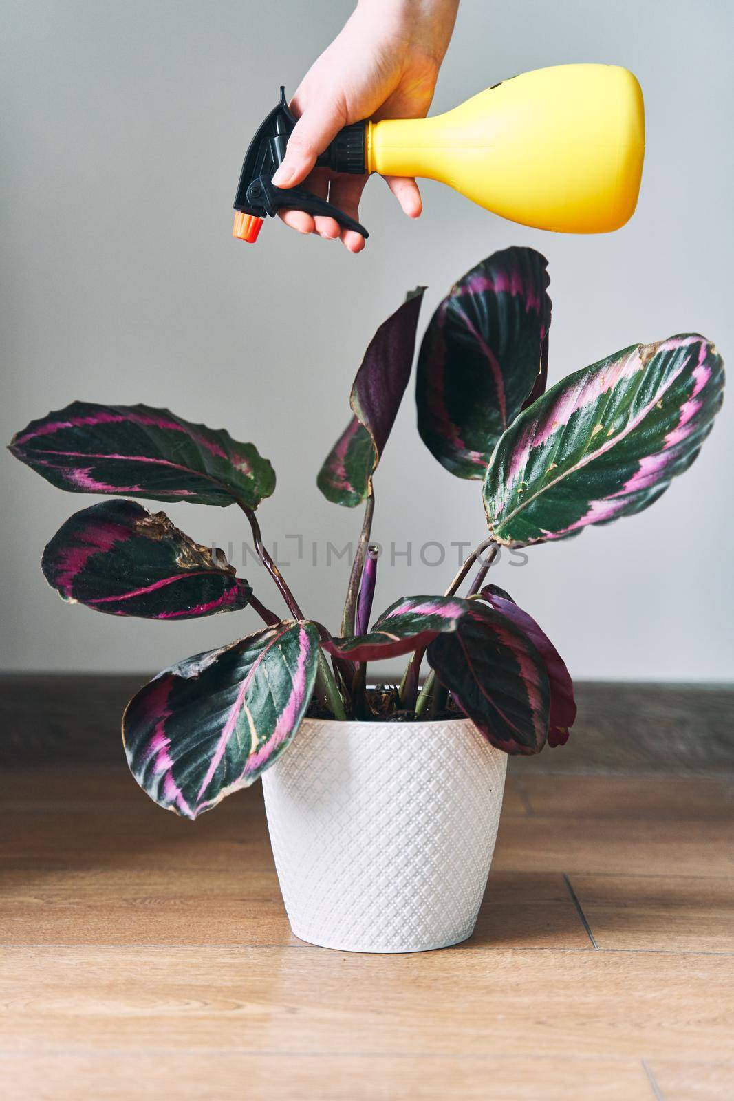 The woman sprays a plant from a spray bottle. Home plant Calathea is watered. High quality photo