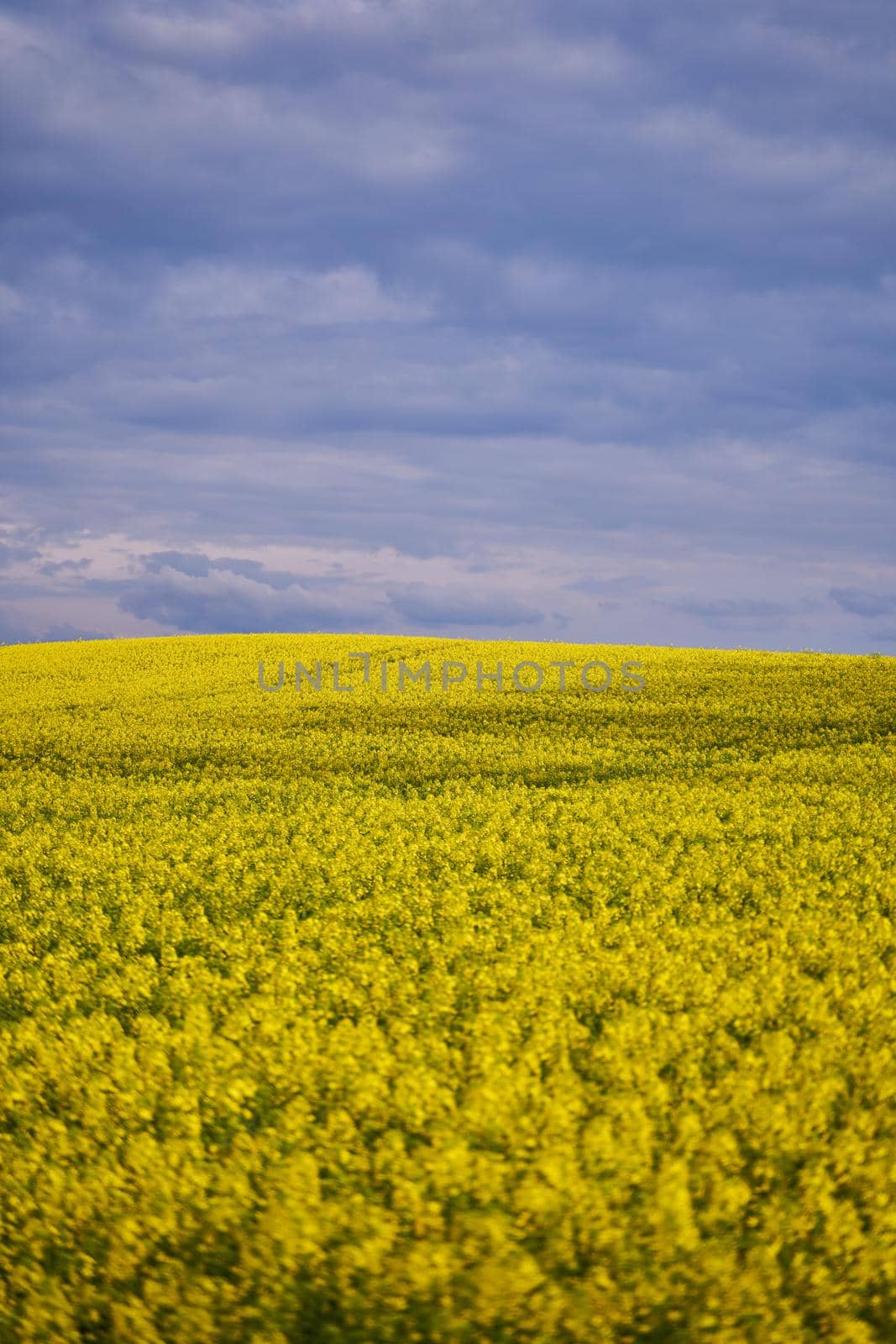 Yellow rapeseed flowers. Landscape with yellow rapeseed flowers