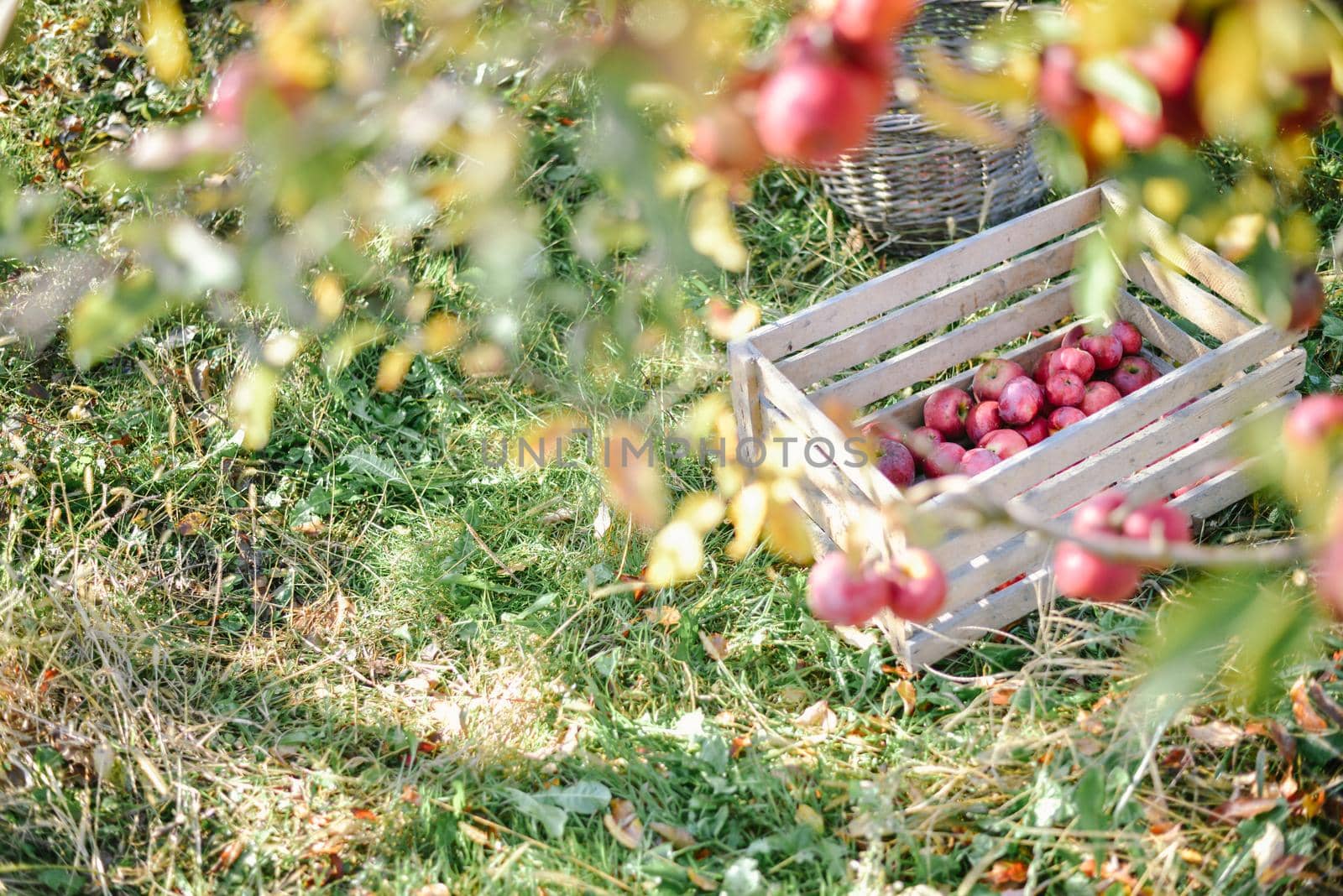 autumn harvest of red organic apples. High quality photo