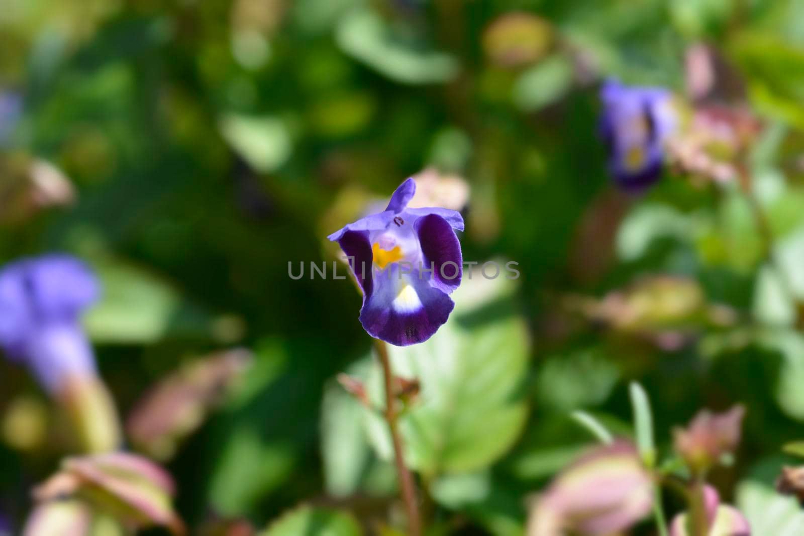 Wishbone flower - Latin name - Torenia fournieri