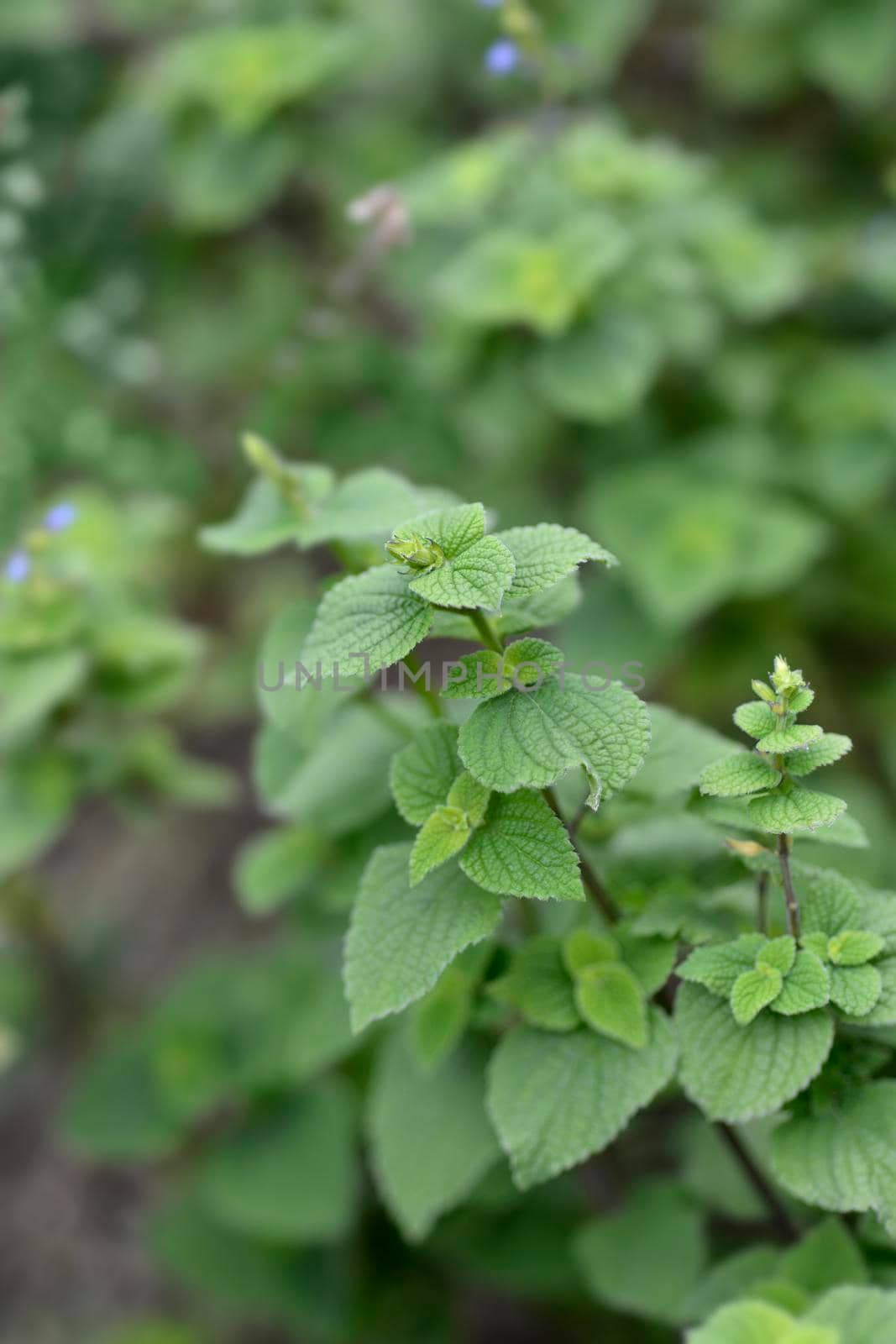 Lindenleaf sage - Latin name - Salvia tiliifolia