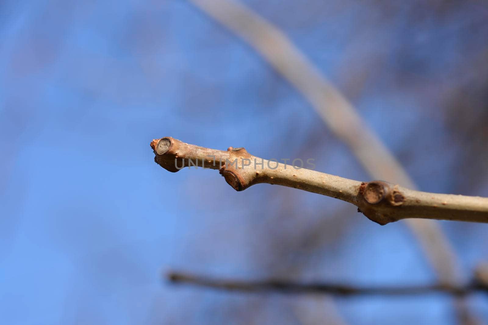 Common catalpa bare branch in winter - Latin name - Catalpa bignonioides