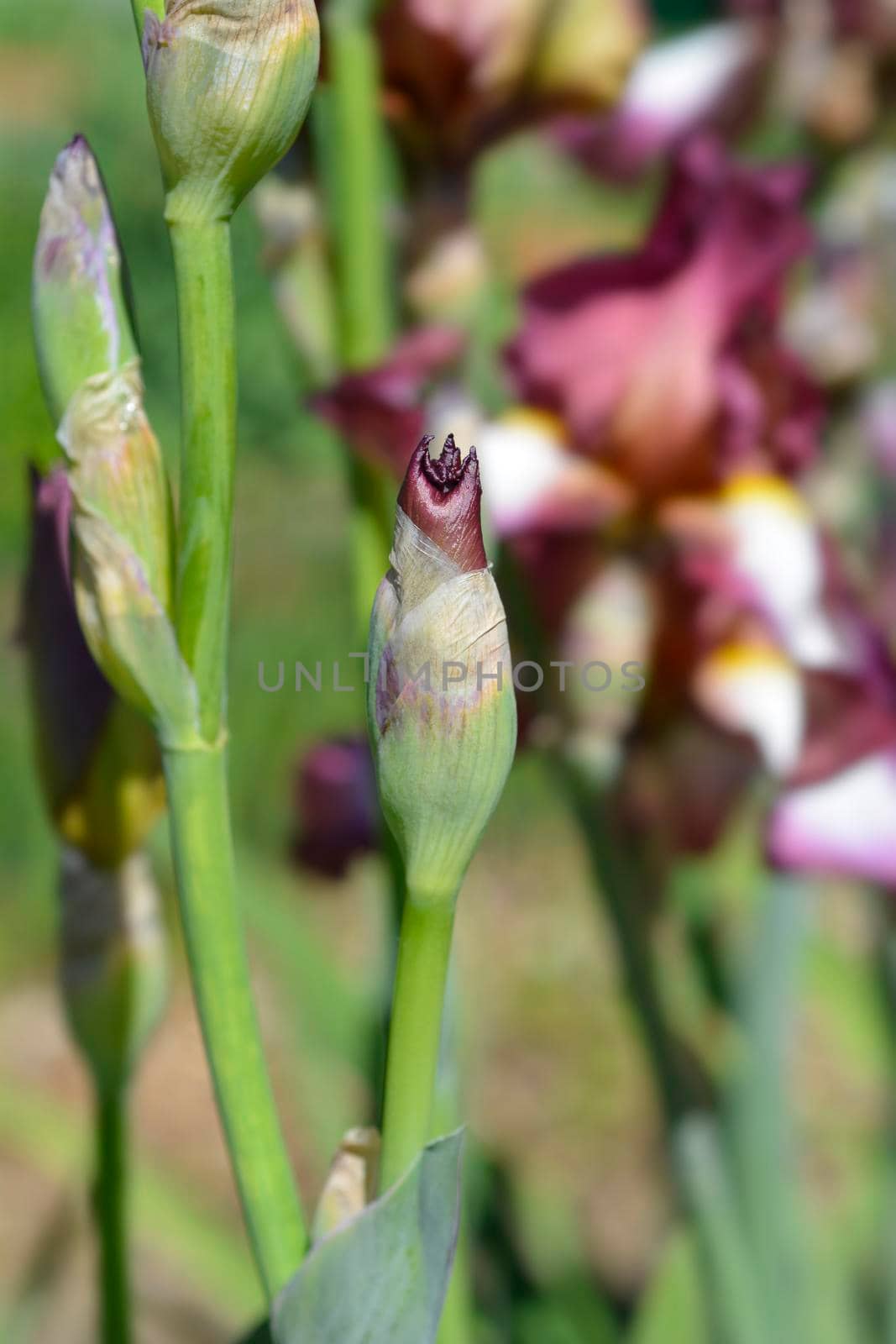 Tall bearded iris Crinoline flower bud - Latin name - Iris barbata elatior Crinoline