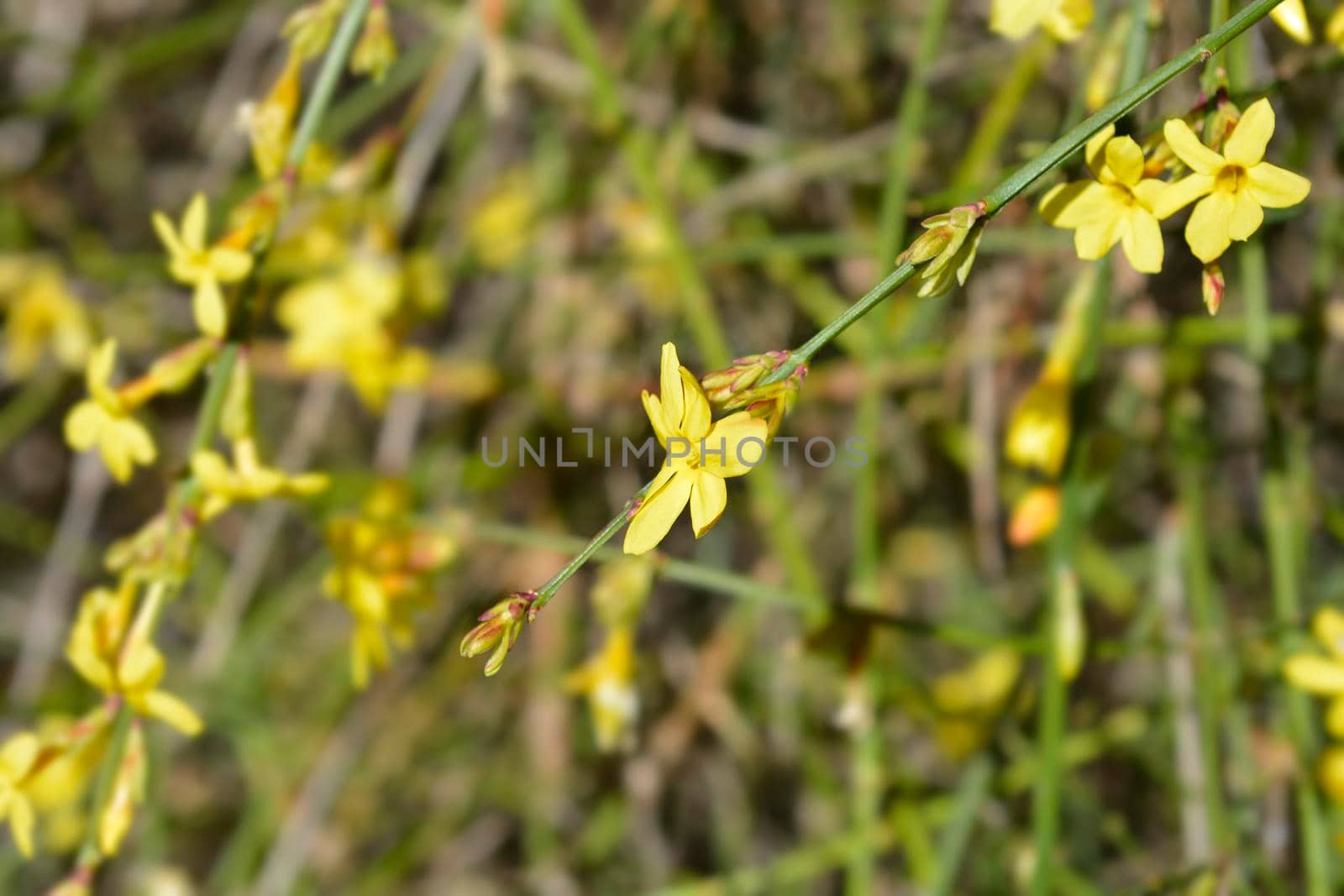 Winter jasmine - Latin name - Jasminum nudiflorum