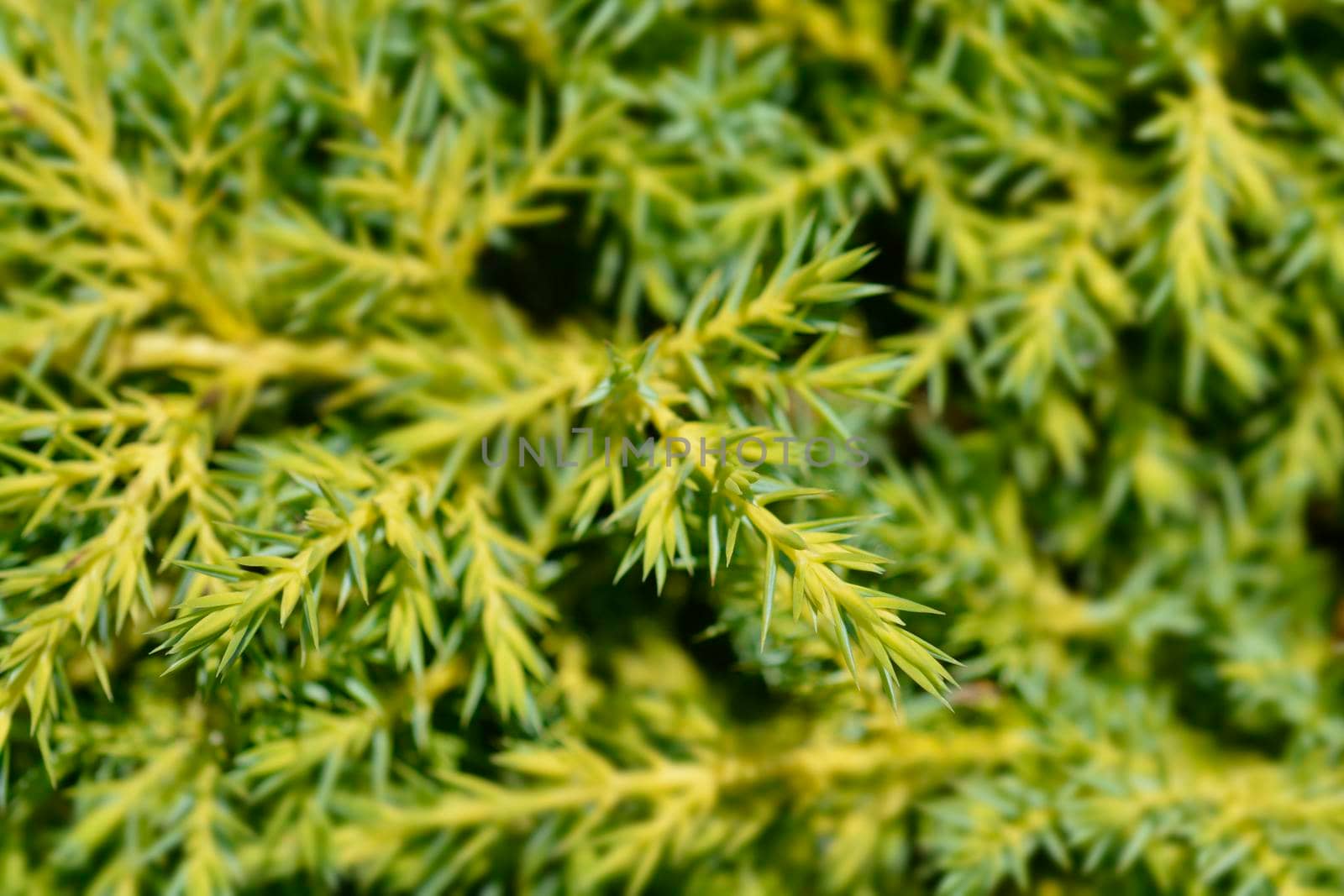 Juniper Gold Star branches - Latin name - Juniperus x pfitzeriana Gold Star