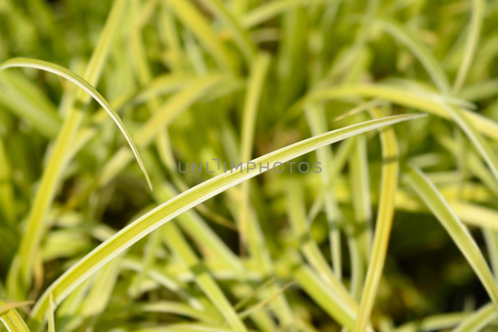 Japanese Grass Sedge leaves - Latin name - Carex morrowii