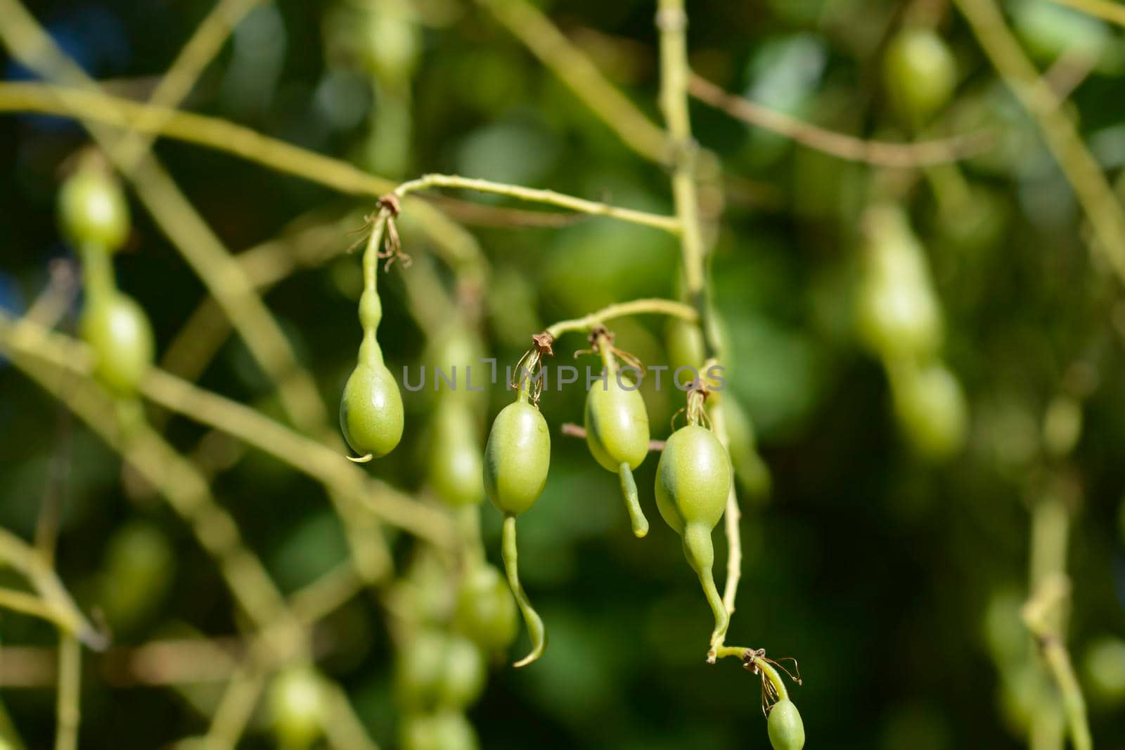 Weeping Japanese pagoda tree by nahhan