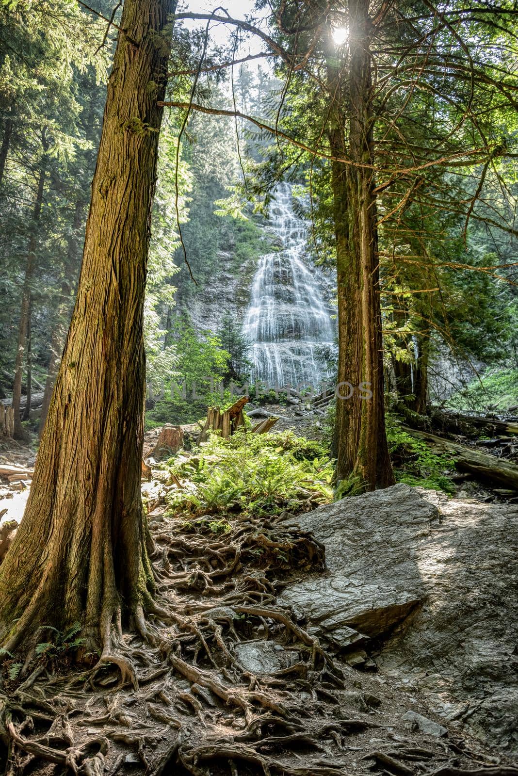 Deep forest on bright summer day with waterfall on the background.