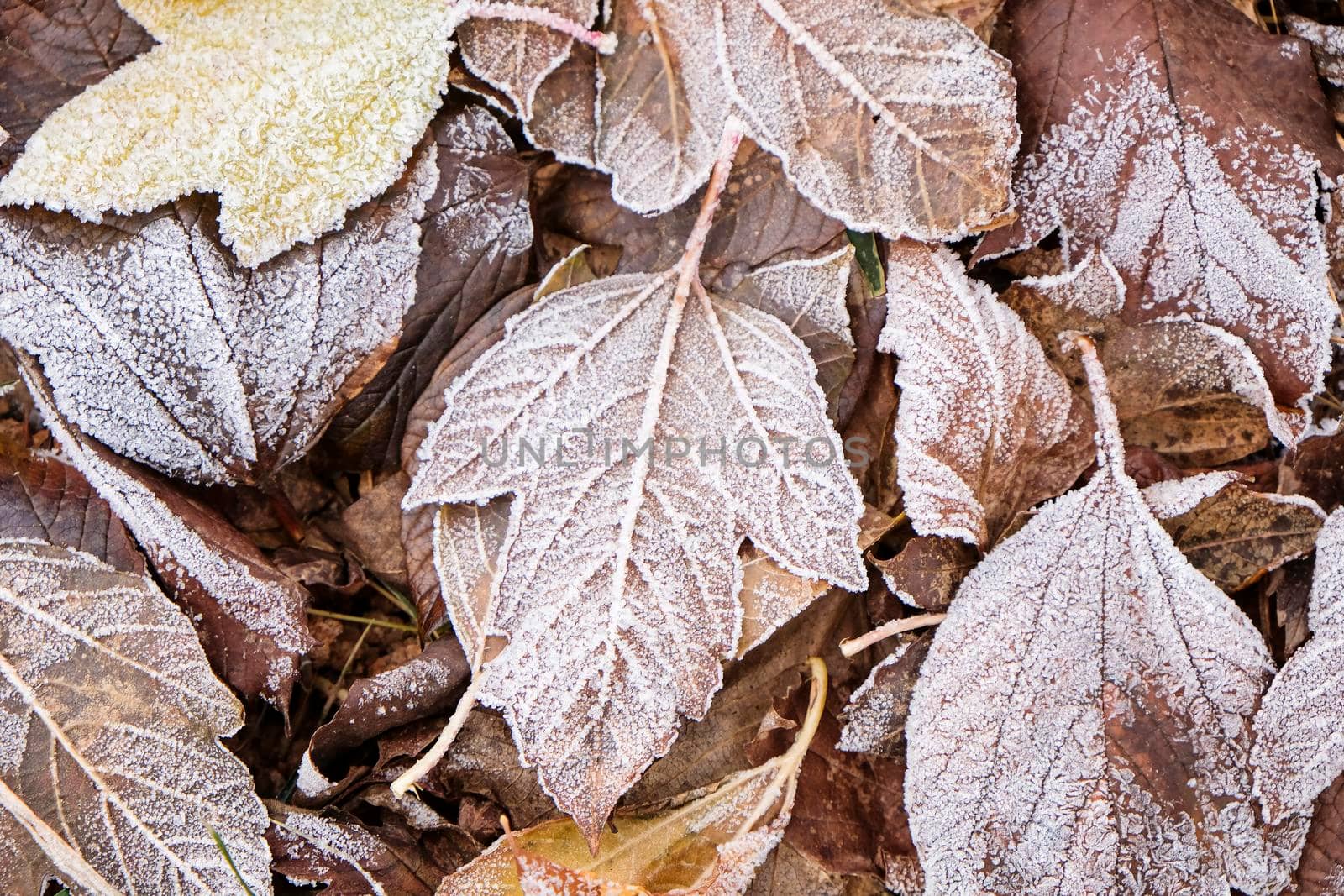 Winter concept: snow on autumn leaves. View from above