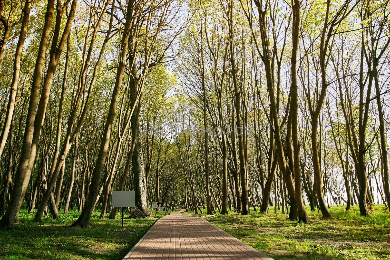 Brick path in the forest. Park in the village of Yantarny in the sunlight. High-quality photo