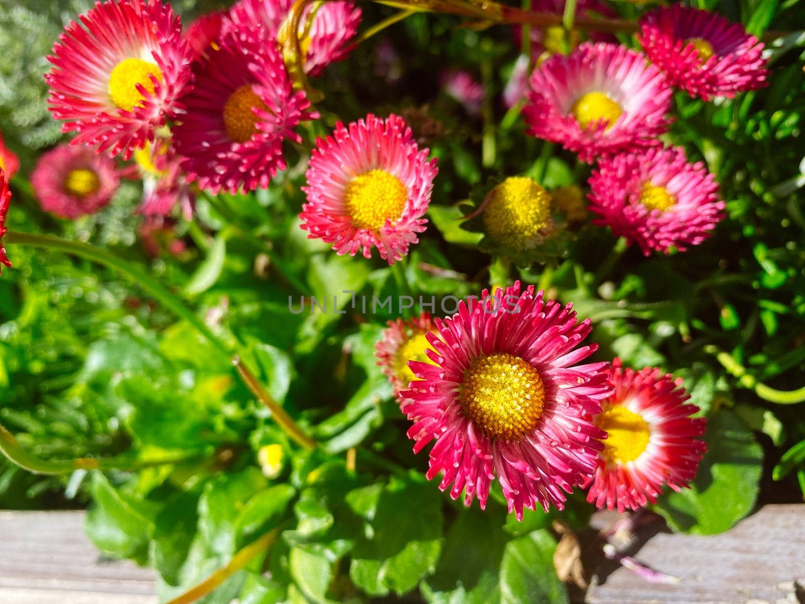 Natural background with pink daisies on a flower bed.g by Vvicca