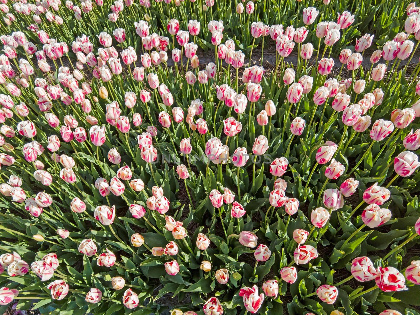 Blooming flower bulbs in the countryside from the Netherlands in spring