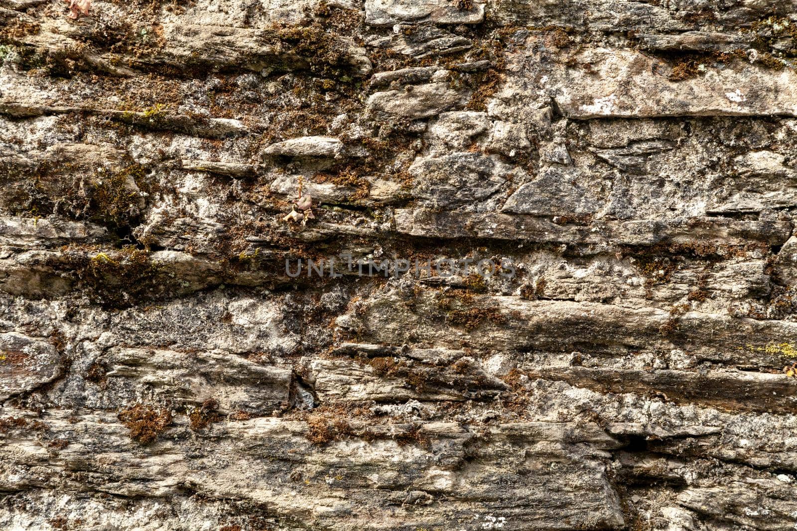 Old stone wall with green moss background