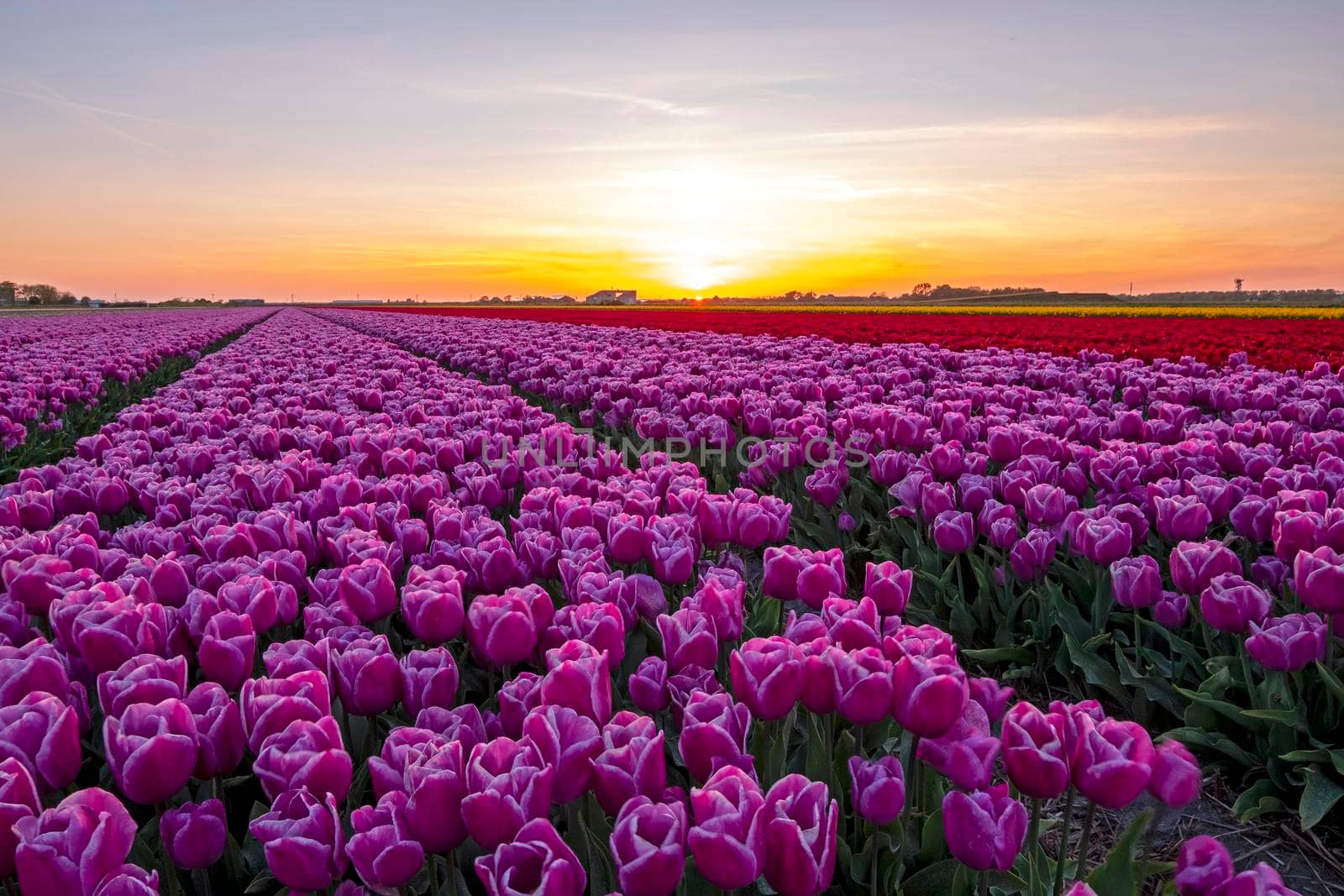 Blooming flower bulbs in the countryside from the Netherlands in spring at sunset by devy