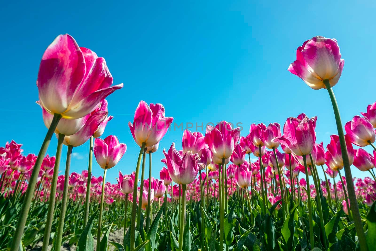 Blooming flower bulbs in the countryside from the Netherlands in spring