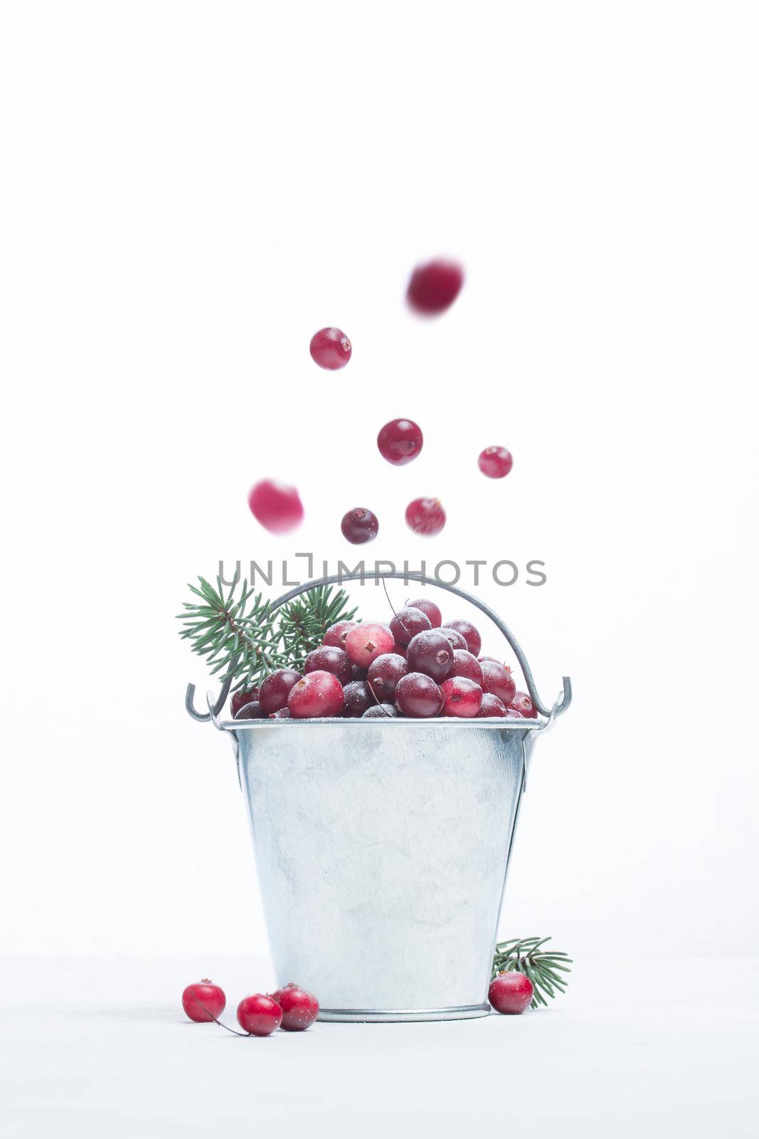 Frozen cranberry berries on a white background and fir tree