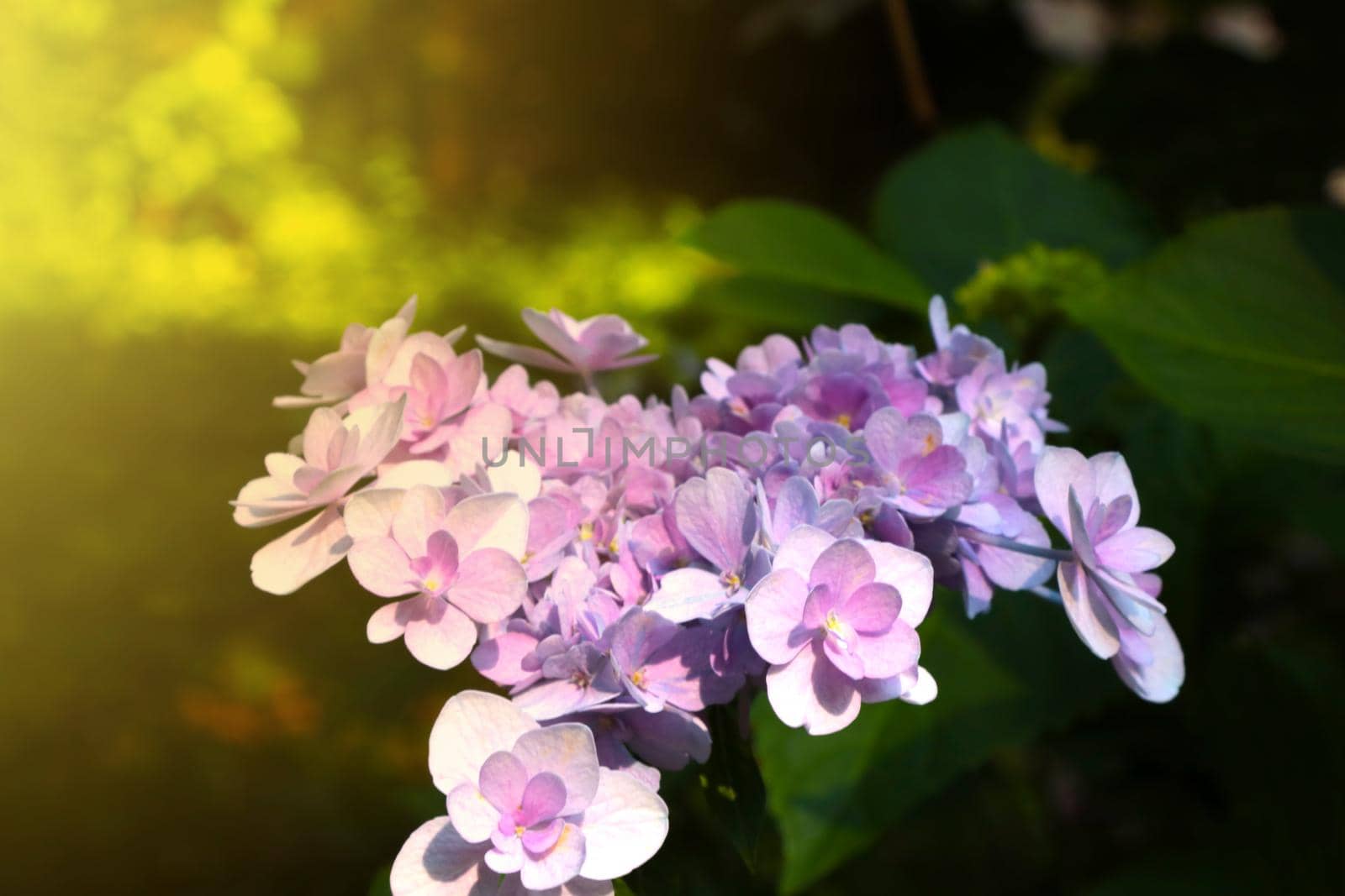 Soft light falls on a flowering hydrangea bush in the garden