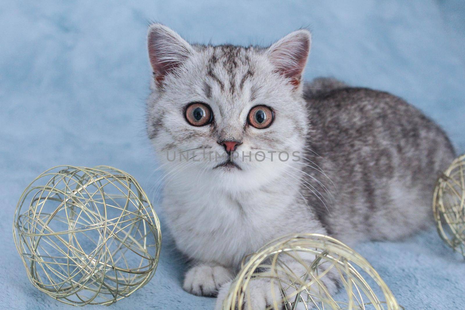 Cute striped kitten. Gray striped kitten playing on blue cotton plaid. Little cute striped fluffy cat on blue background with copy space for your text.Newborn kitten, Kid animals veterinary concept
