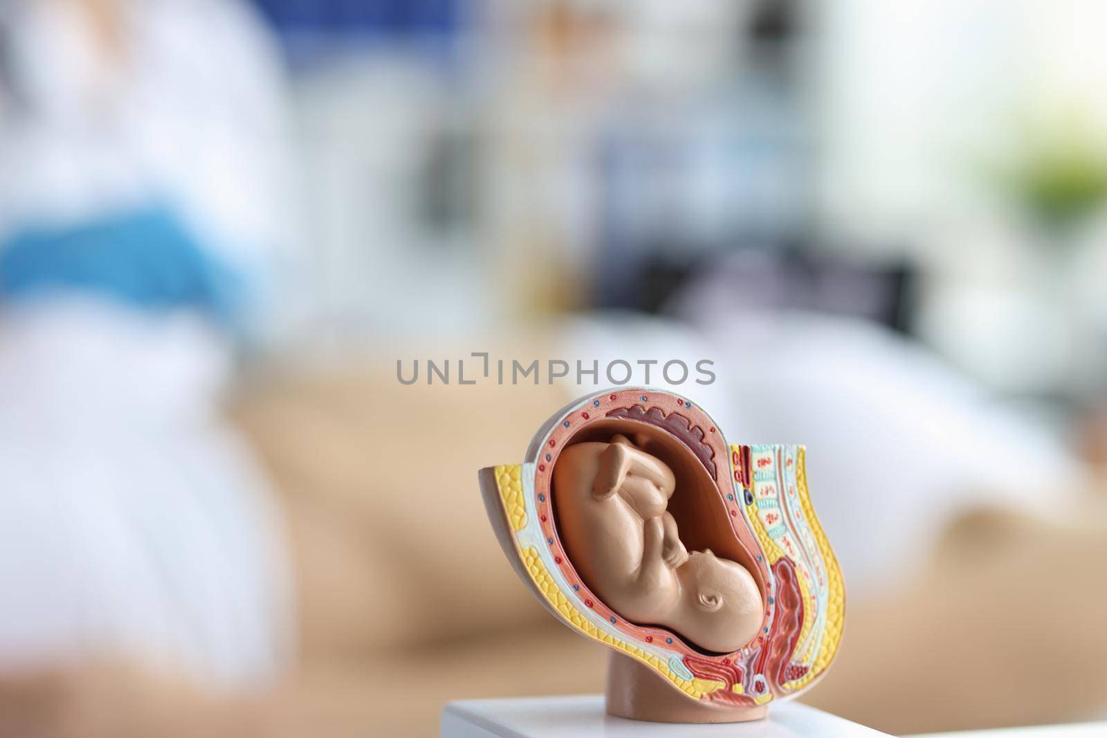 Close-up of embryo model, womans reproductive system, baby in belly, educational miniature. Medicine, healthcare, pregnancy, body, growing inside concept