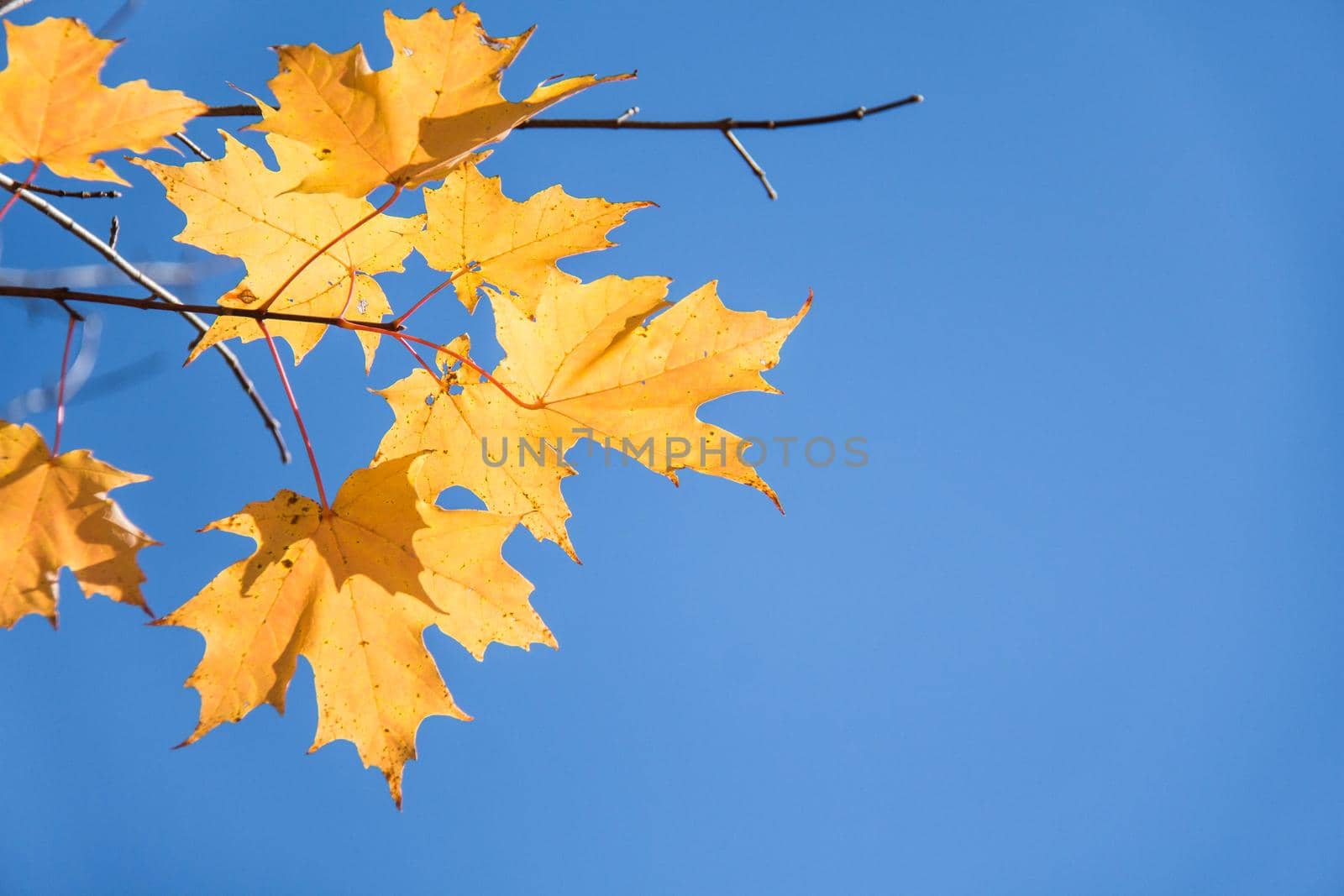 Closeup of golden and orange autumn maple leaves on tree branch against blue sky and white clouds with copy space. Fall nature background. by JuliaDorian