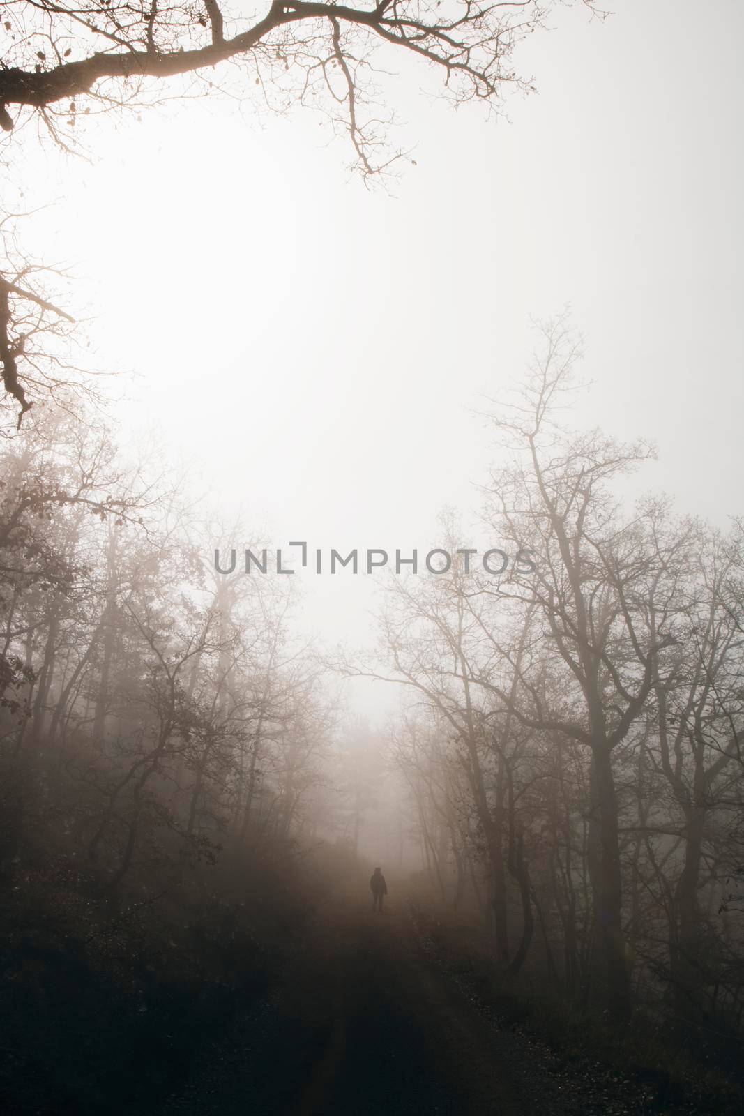 Walking in a dark forest by ValentimePix