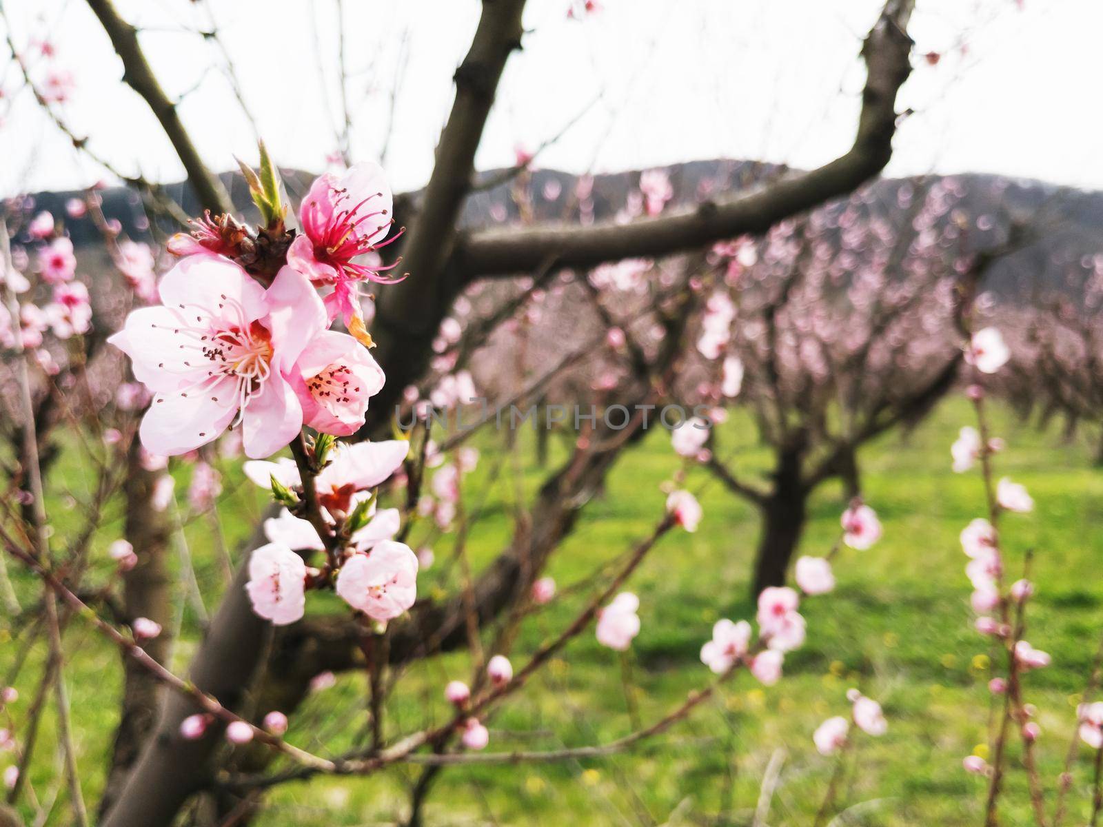 Young pink spring flowers of peach trees on southern plantations
