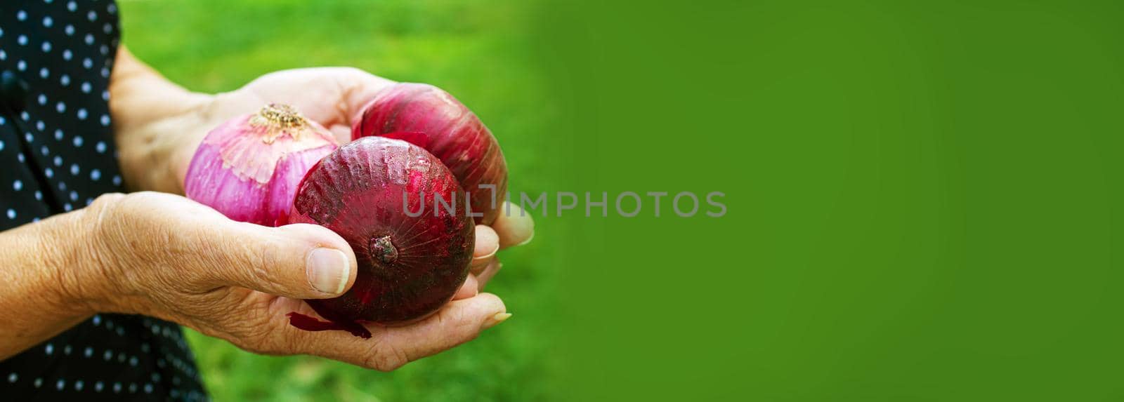 harvest of onions in the hands of a women . Selective focus. by mila1784