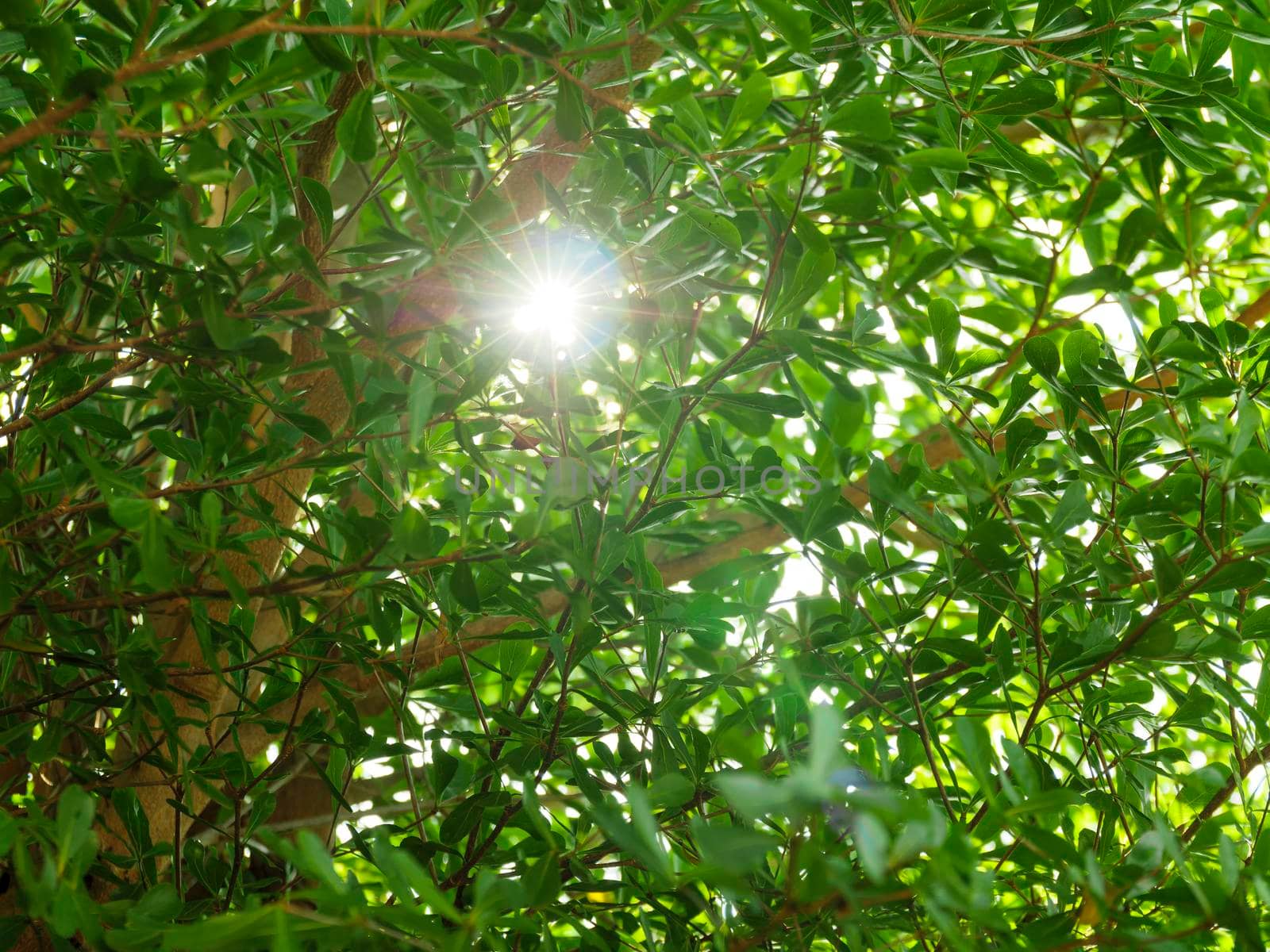 Beautiful sunny green foliage of trees with sun beams and rays sparkle through branches moving by blowing wind