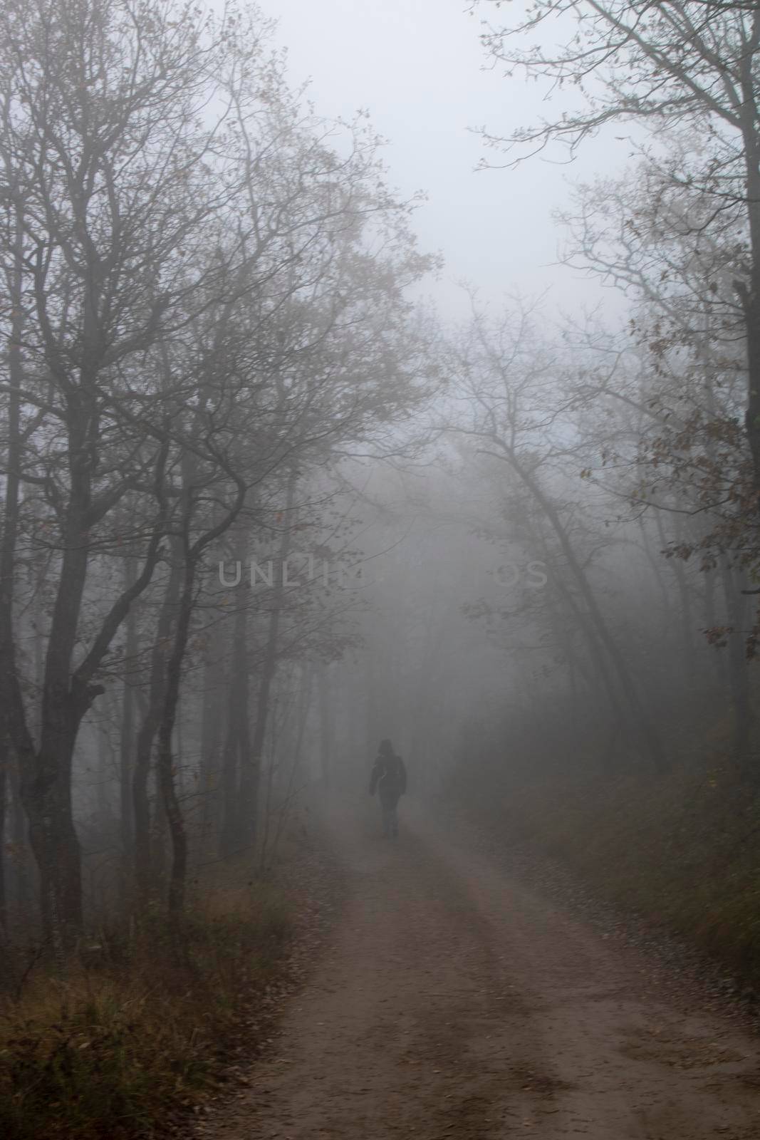 Foggy dark landscape showing some trees and a girl walking on a path