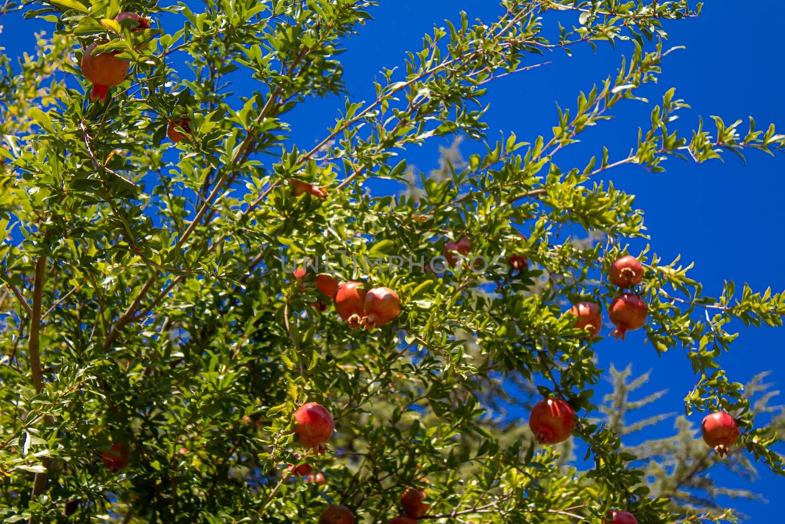 pomegranate on tree in a farm garden.selectiv focus by mila1784