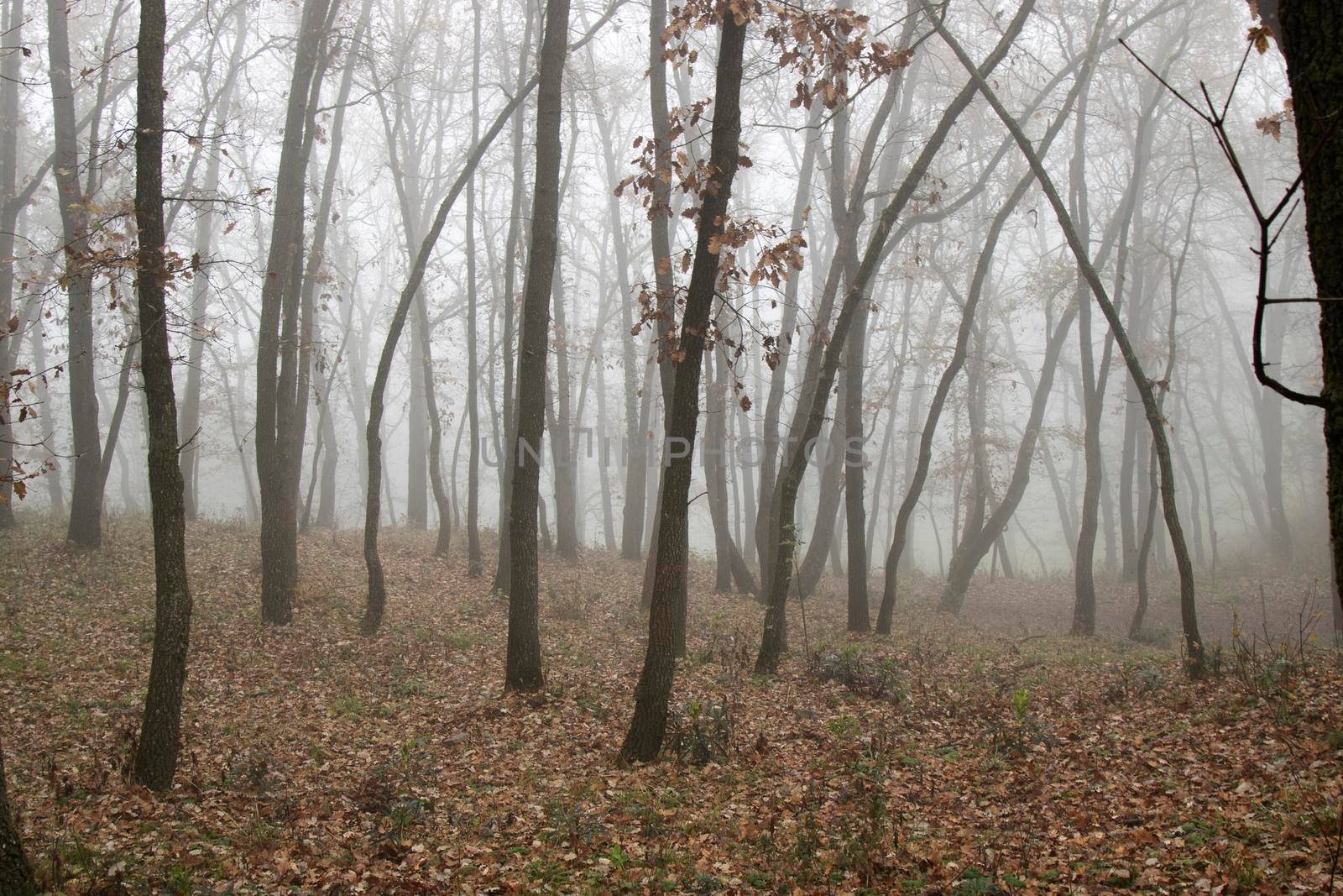 Foggy beautiful landscape showing some trees and leaves in autumn