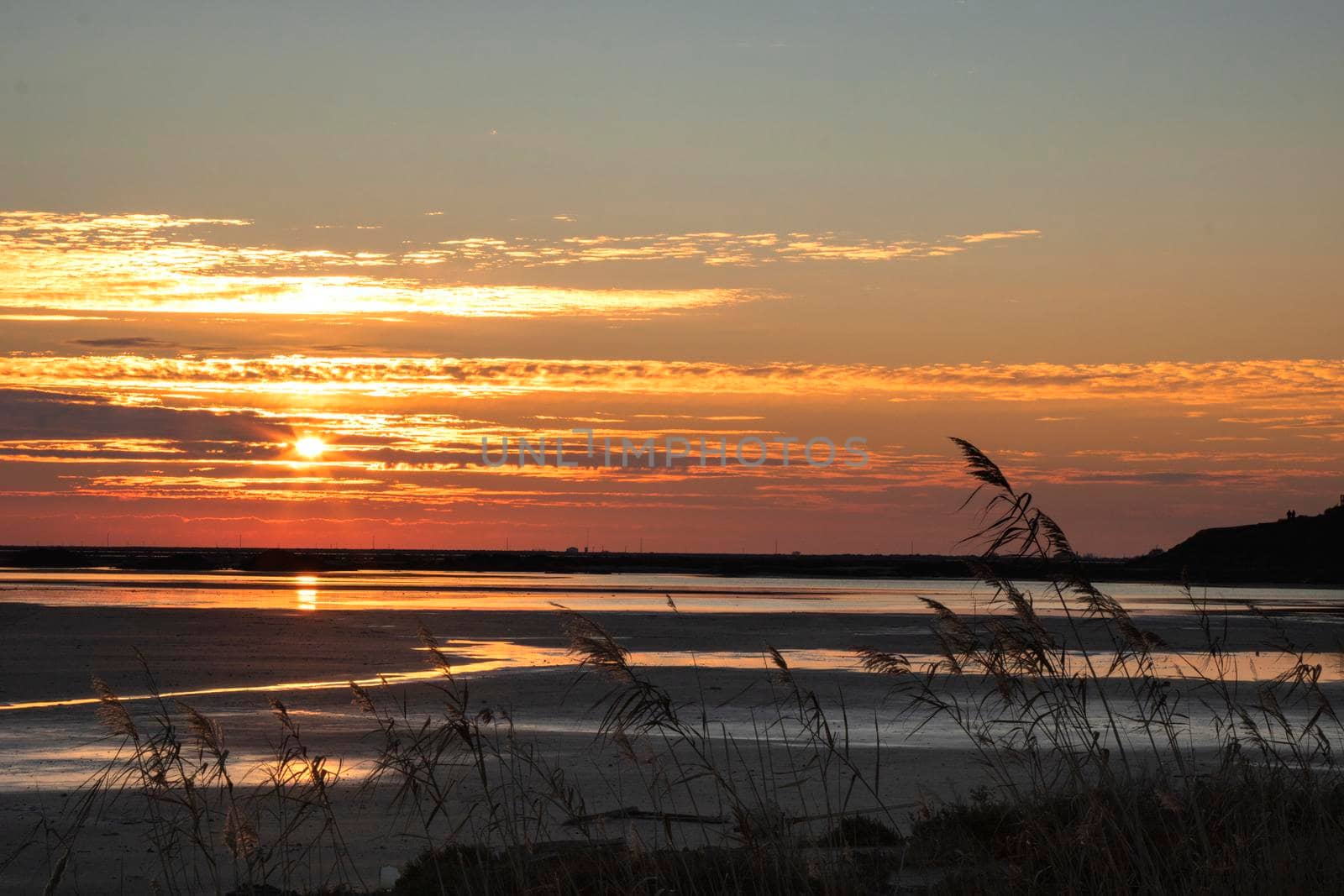 Sunset view of a beach with some plants in the foreground i La Camargue in France