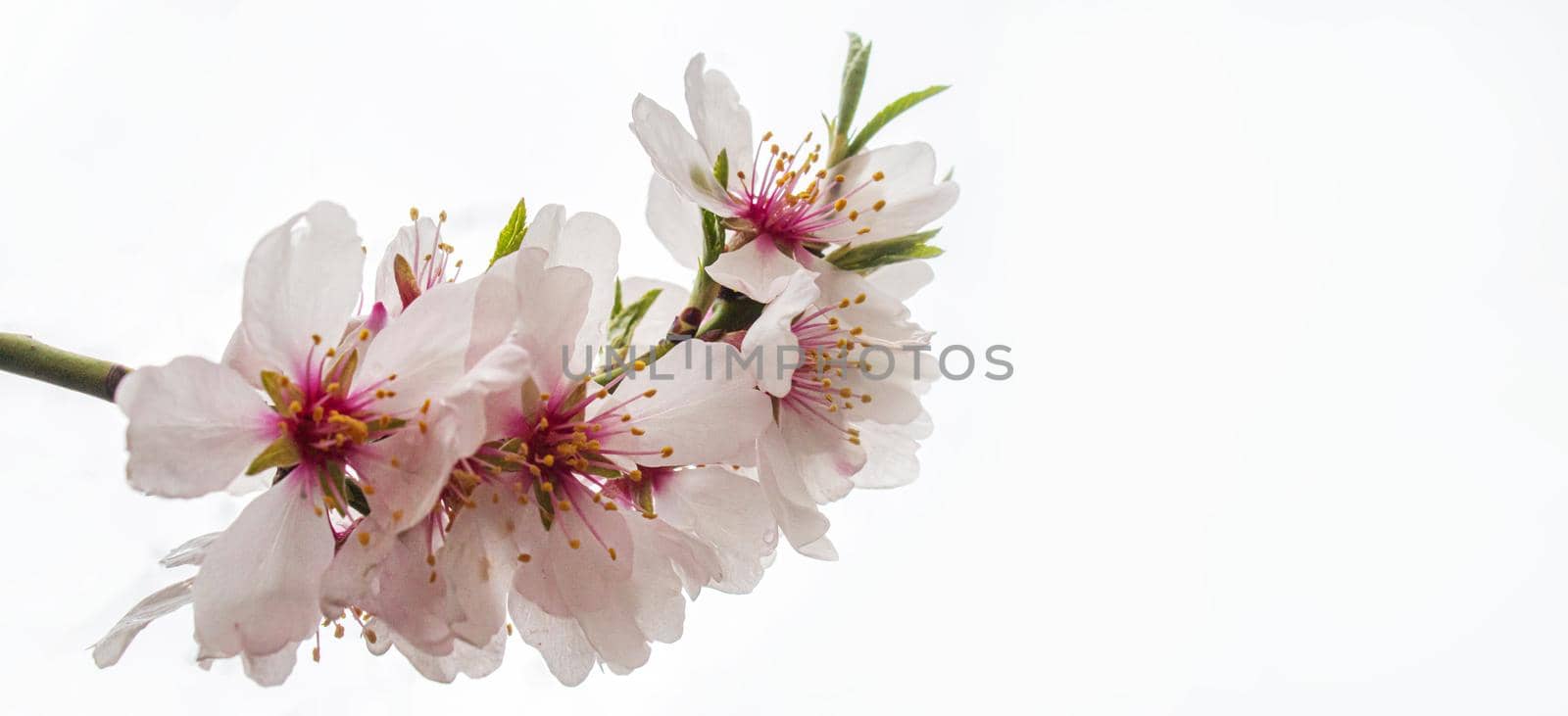 Blooming tree in spring. Fresh pink flowers on branch of fruit tree. Selective focus.nature