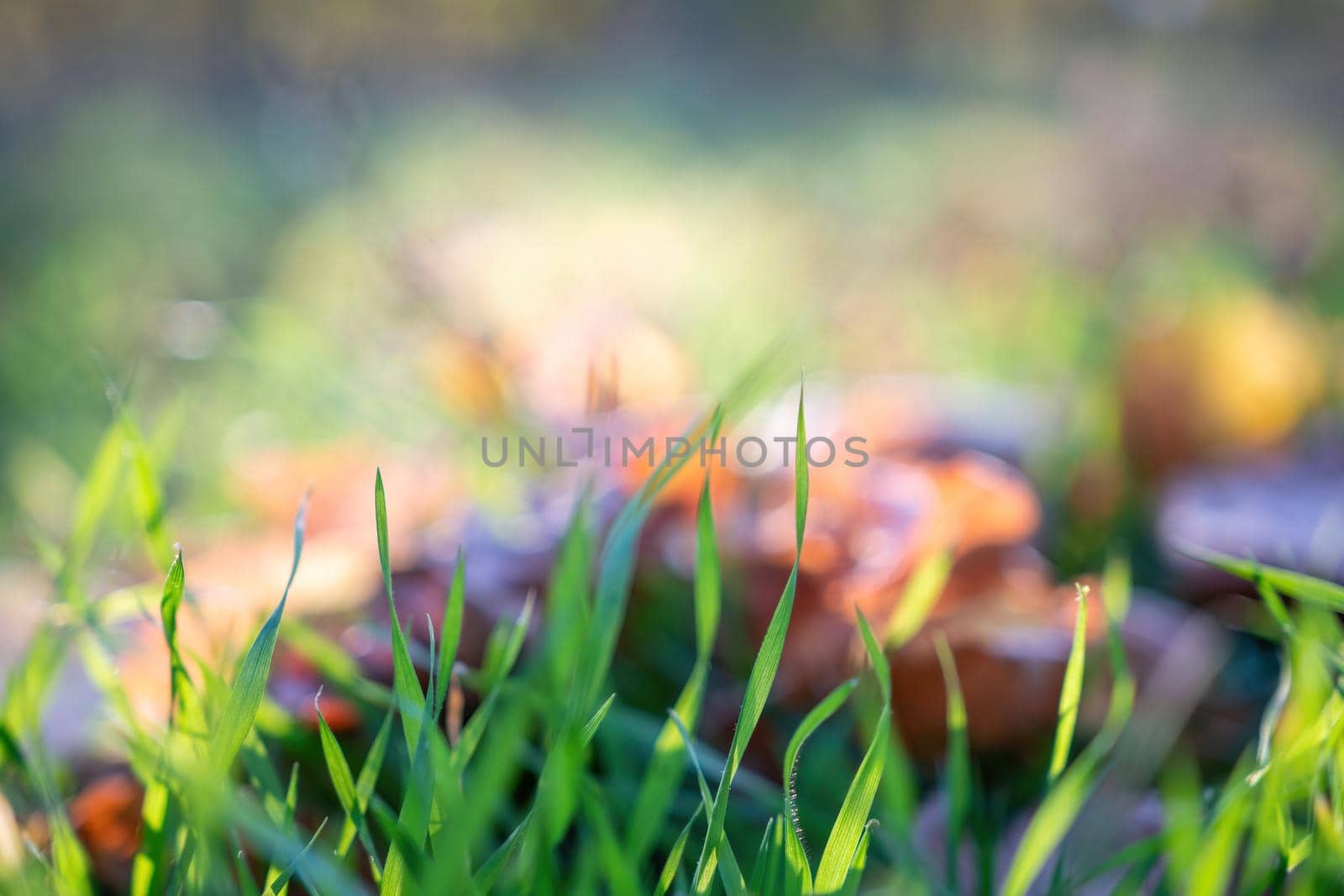 Close up of the green grass lawn and autumn foliage with sun beam, soft focus, copy space. by panophotograph