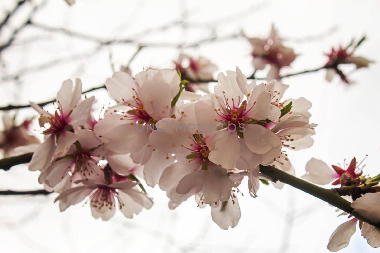 Blooming tree in spring. Fresh pink flowers on branch of fruit tree. Selective focus.nature