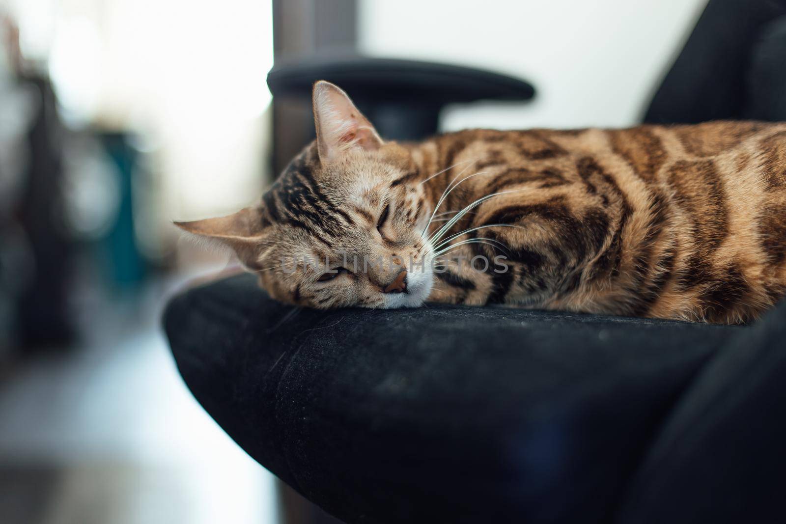 Close up little bengal kitty laying the black armchair at home.