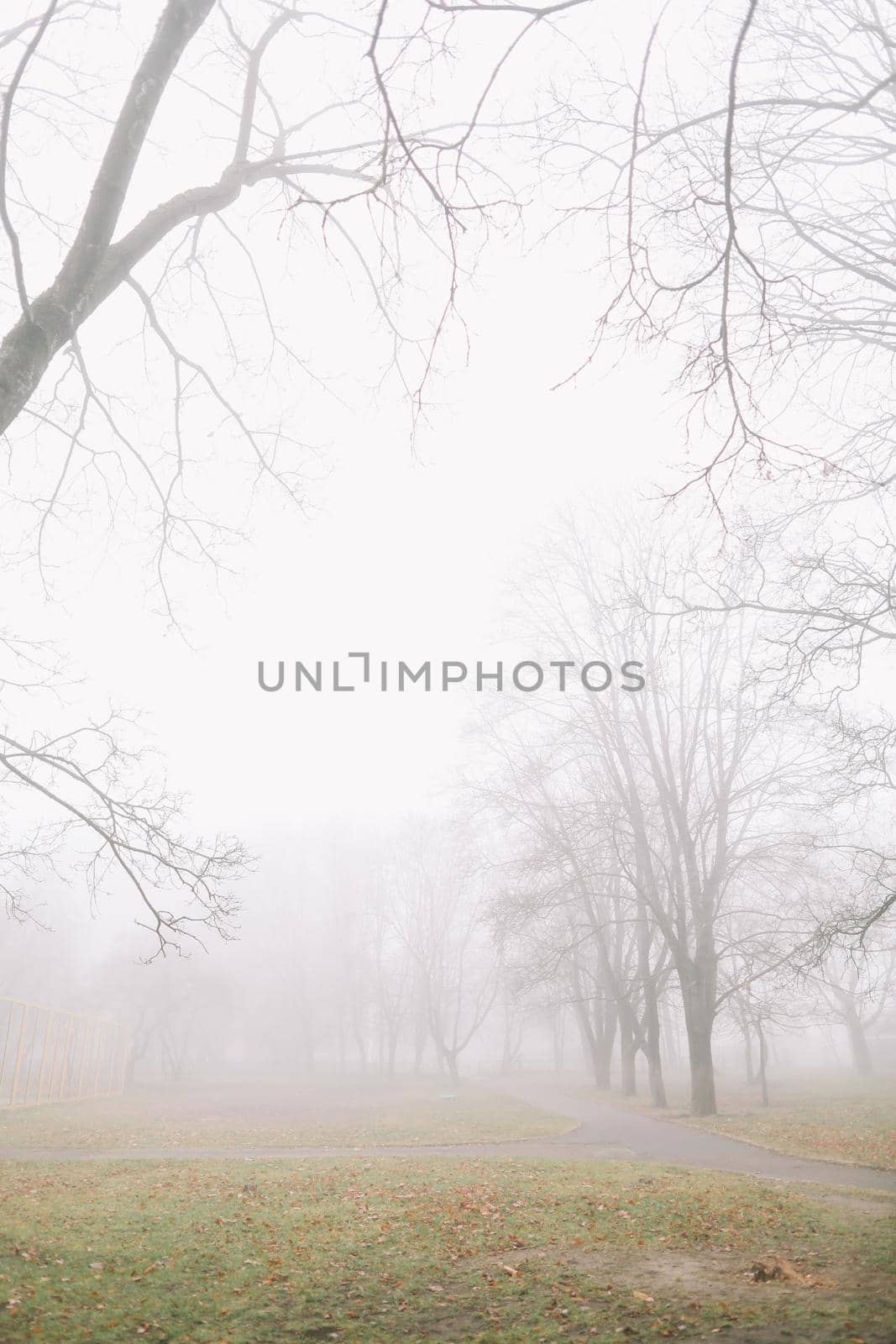 mysterious scene of autumn nature in the foggy morning. High quality photo