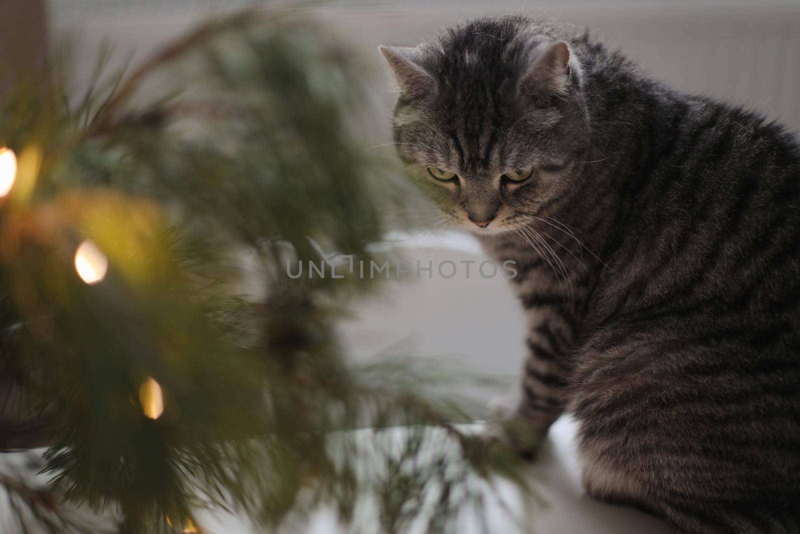 funny cat in a room decorated for Christmas and New Year