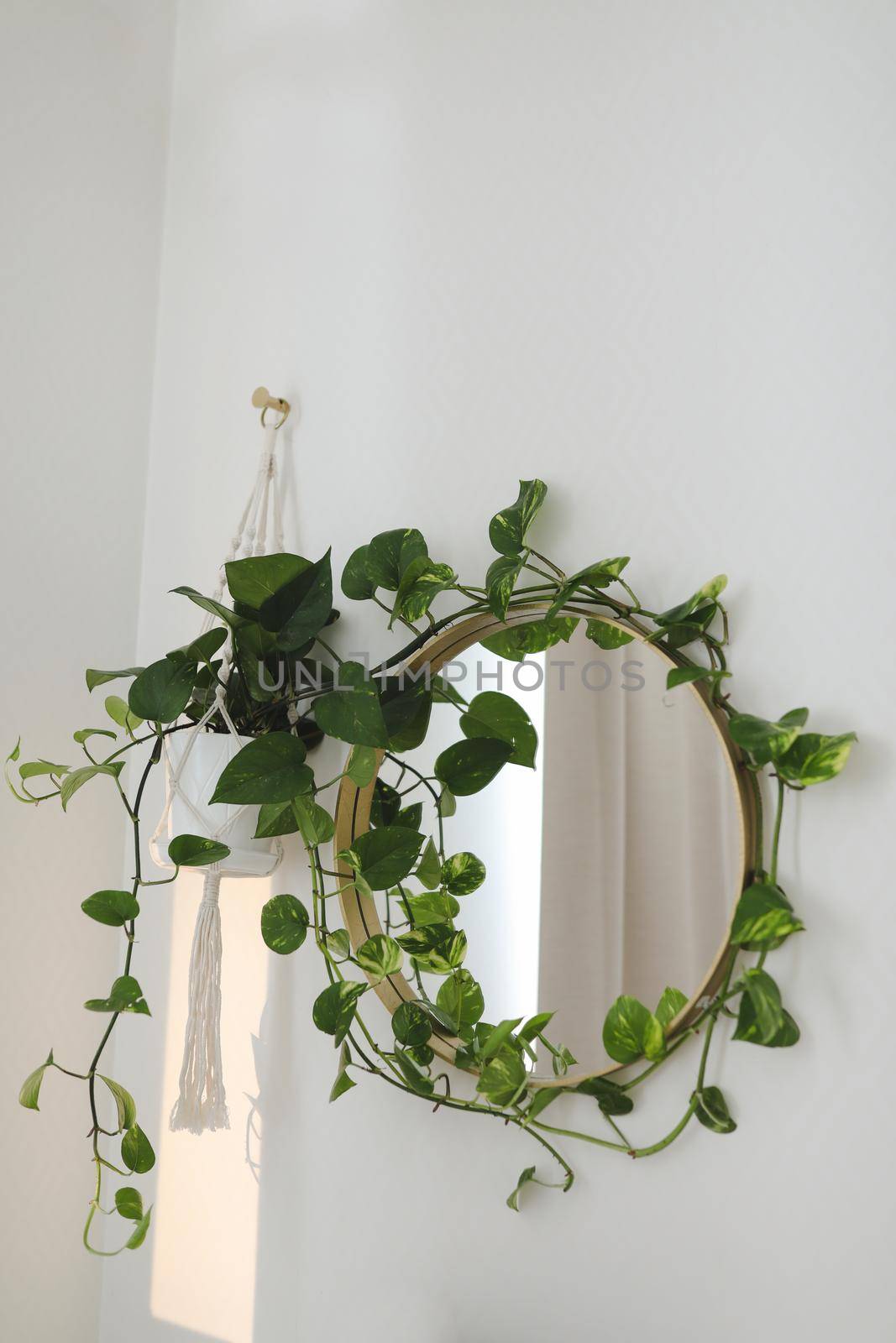 stylish home interior with a round mirror on a wall and a green houseplant epipremnum.