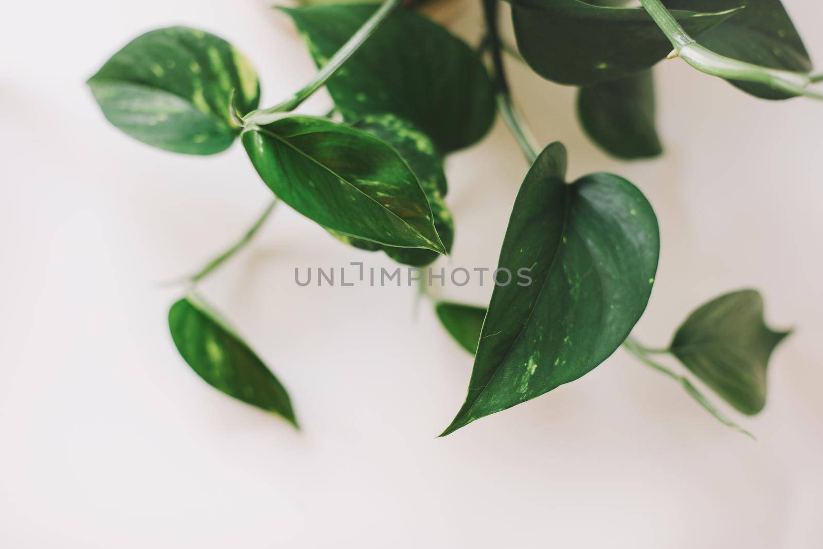 decorative indoor plant with big green leaves on a white background