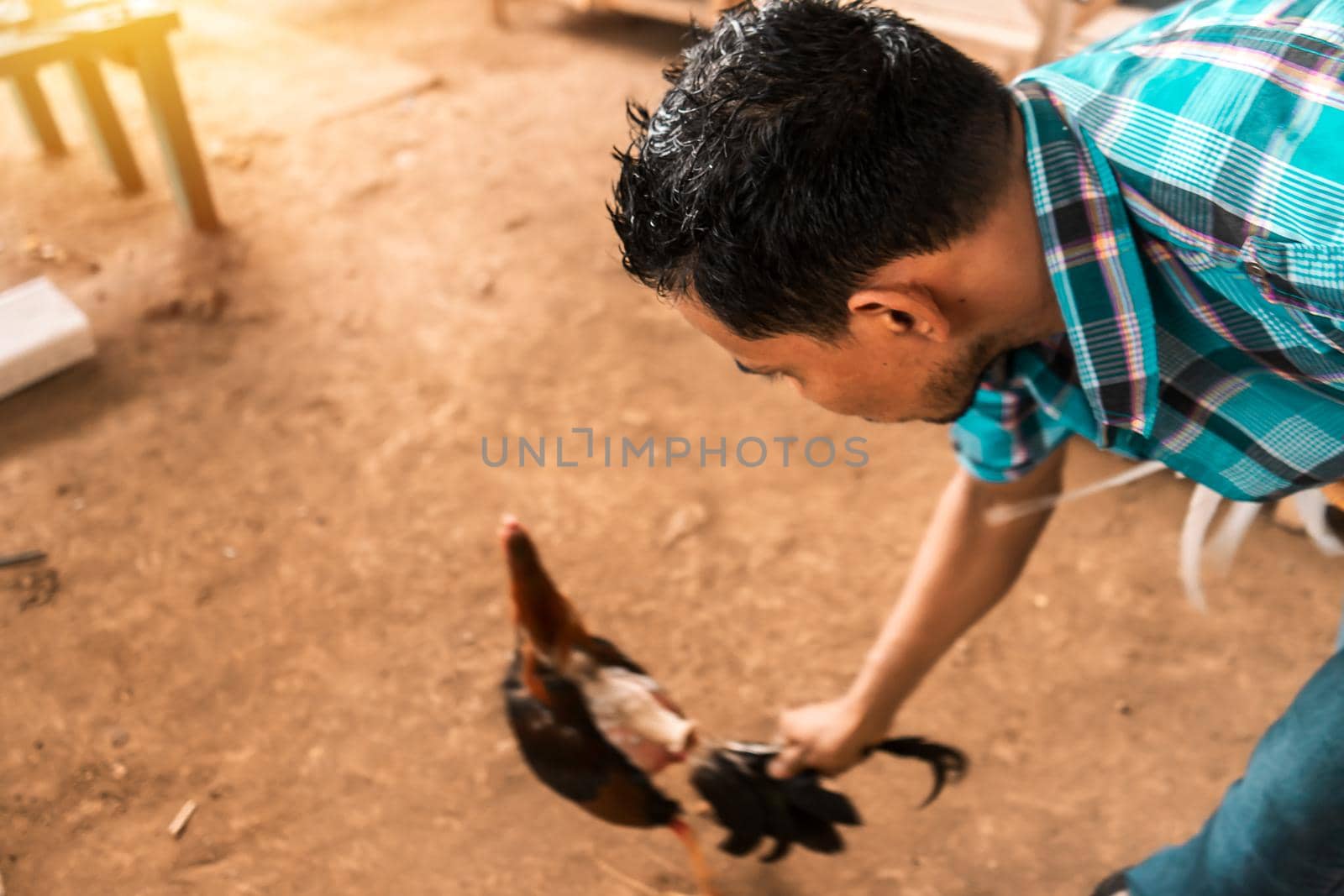 Fighting cock breeder holding the tail feathers of a bird prepared for combat in an arena in rural Leon, Nicaragua. Concept of traditional peasant sports of Latin America.